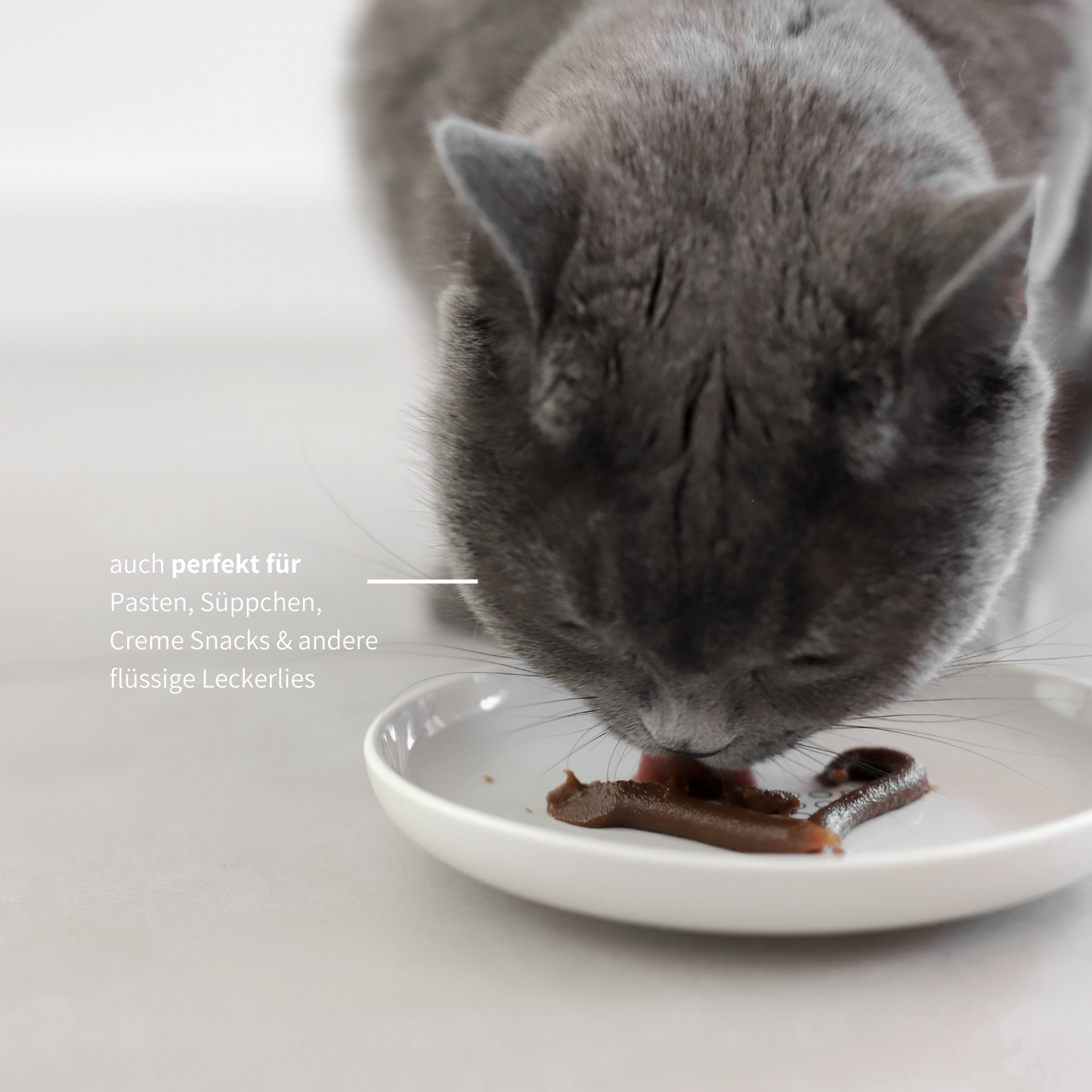 Napfteller flacher Napf aus Keramik für Katzenfutter Katzen