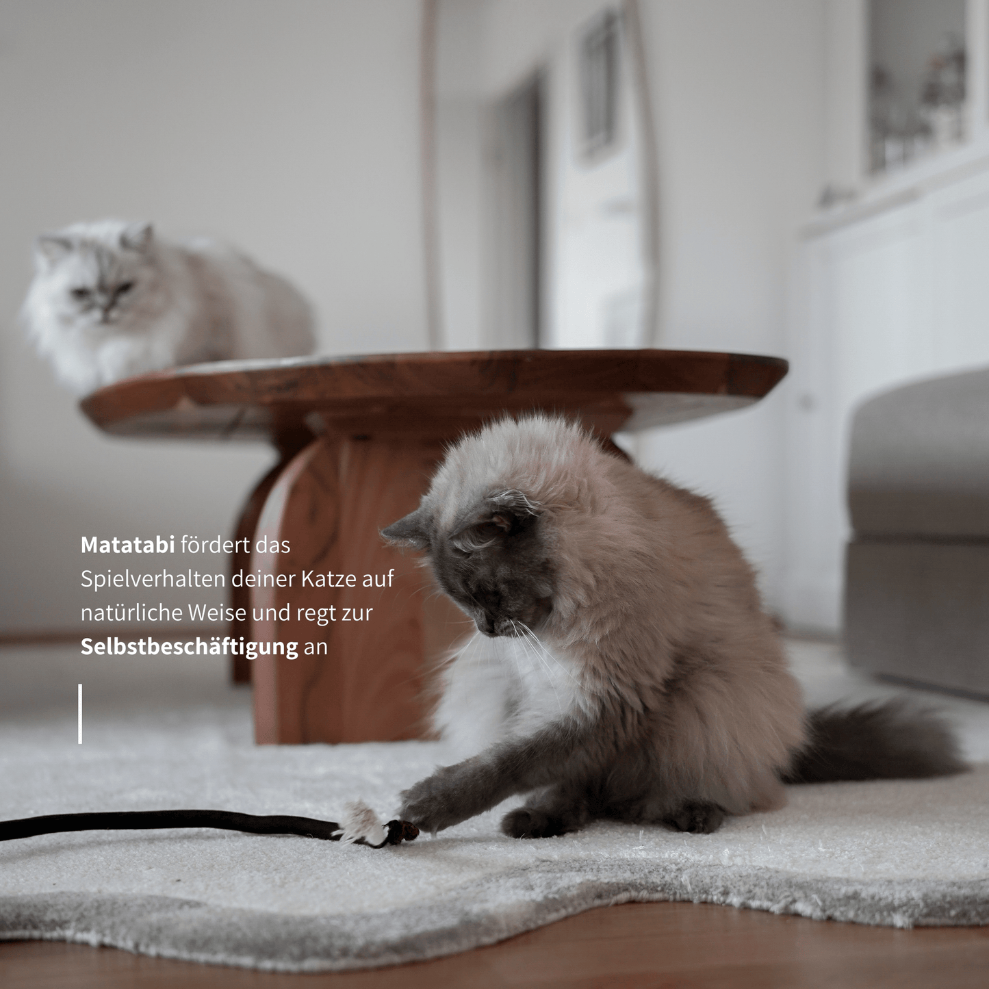 Schönes natürliches Katzenspielzeug mit Matatabi