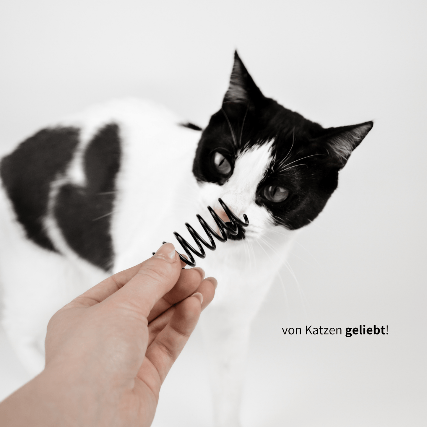 Spiralen schönes Spielzeug für Katzen zur Selbstbeschäftigung
