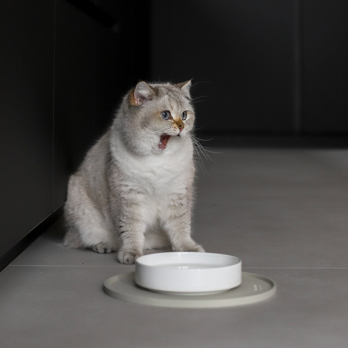 Vor einer schwarzen Küchenzeile sitzt eine hellfarbene Katze und gähnt während sie auf den Futterplatz schaut