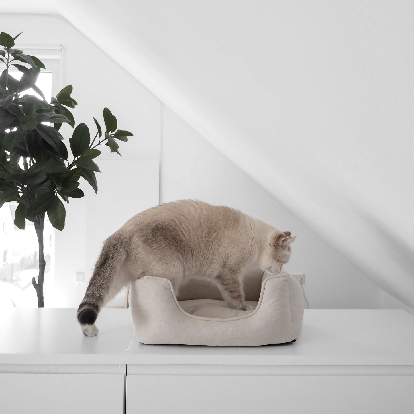 Eine Katze liegt in einem beigen Körbchen für Katzen in Leinenopritk für ein schönes Zuhause mit Katzen.
