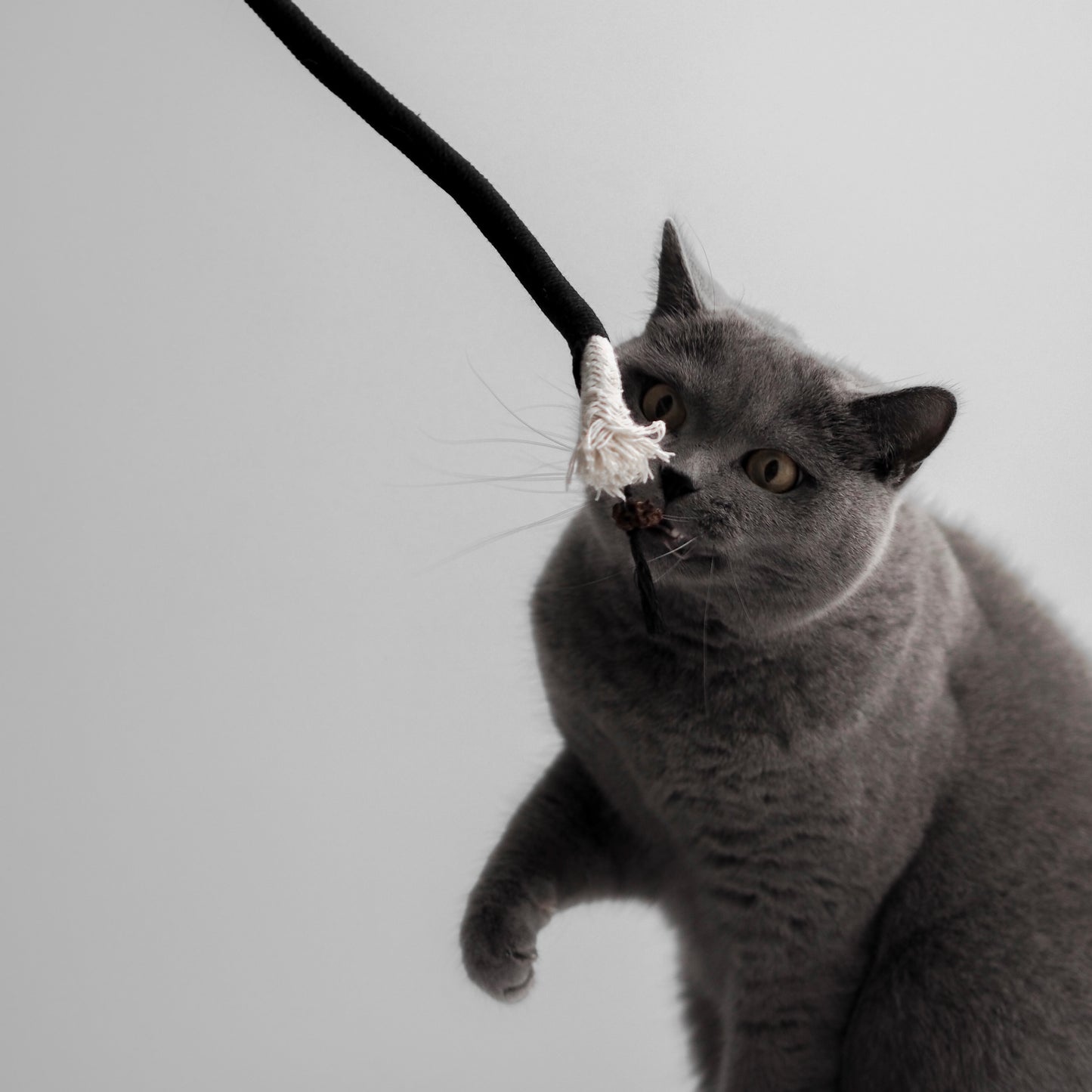 Spielseil natürliches Spielzeug für Katzen zur Selbstbeschäftigung mit Matatabi