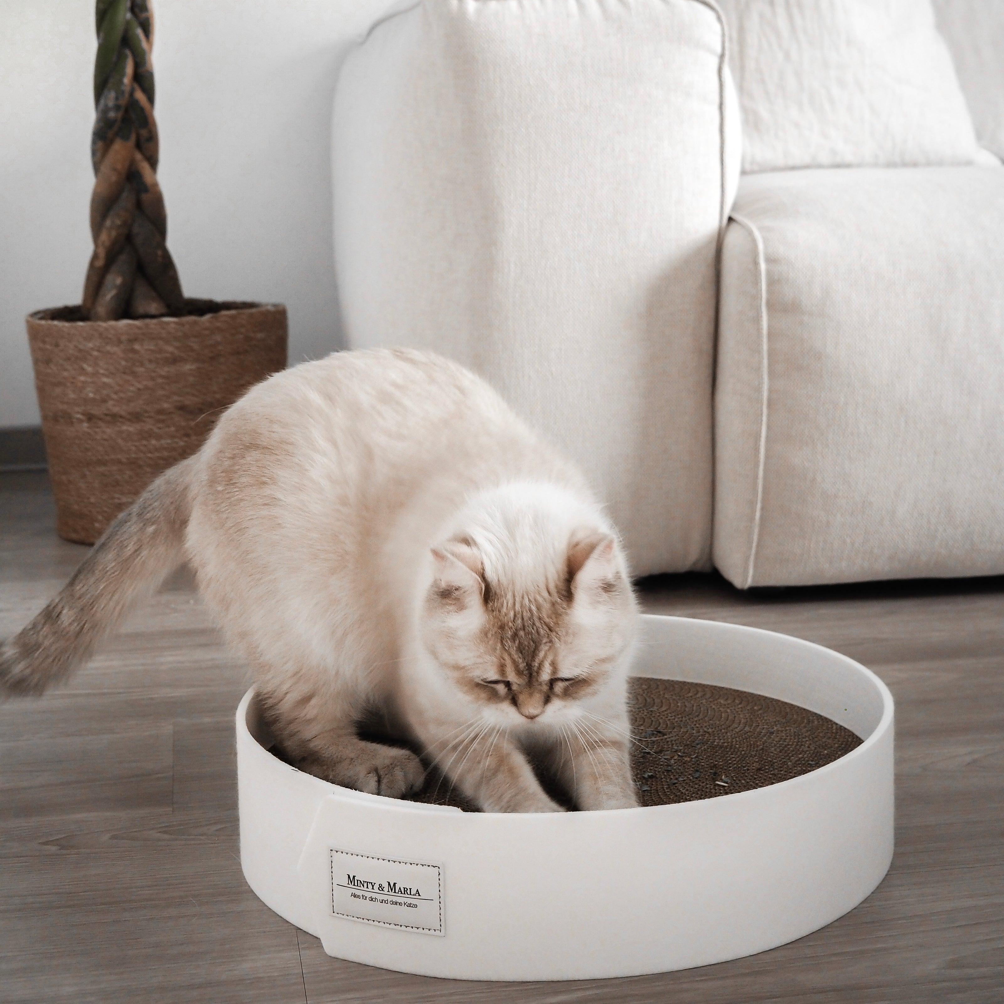 Katze kratzt an schöner Kratzpappe für Katzen