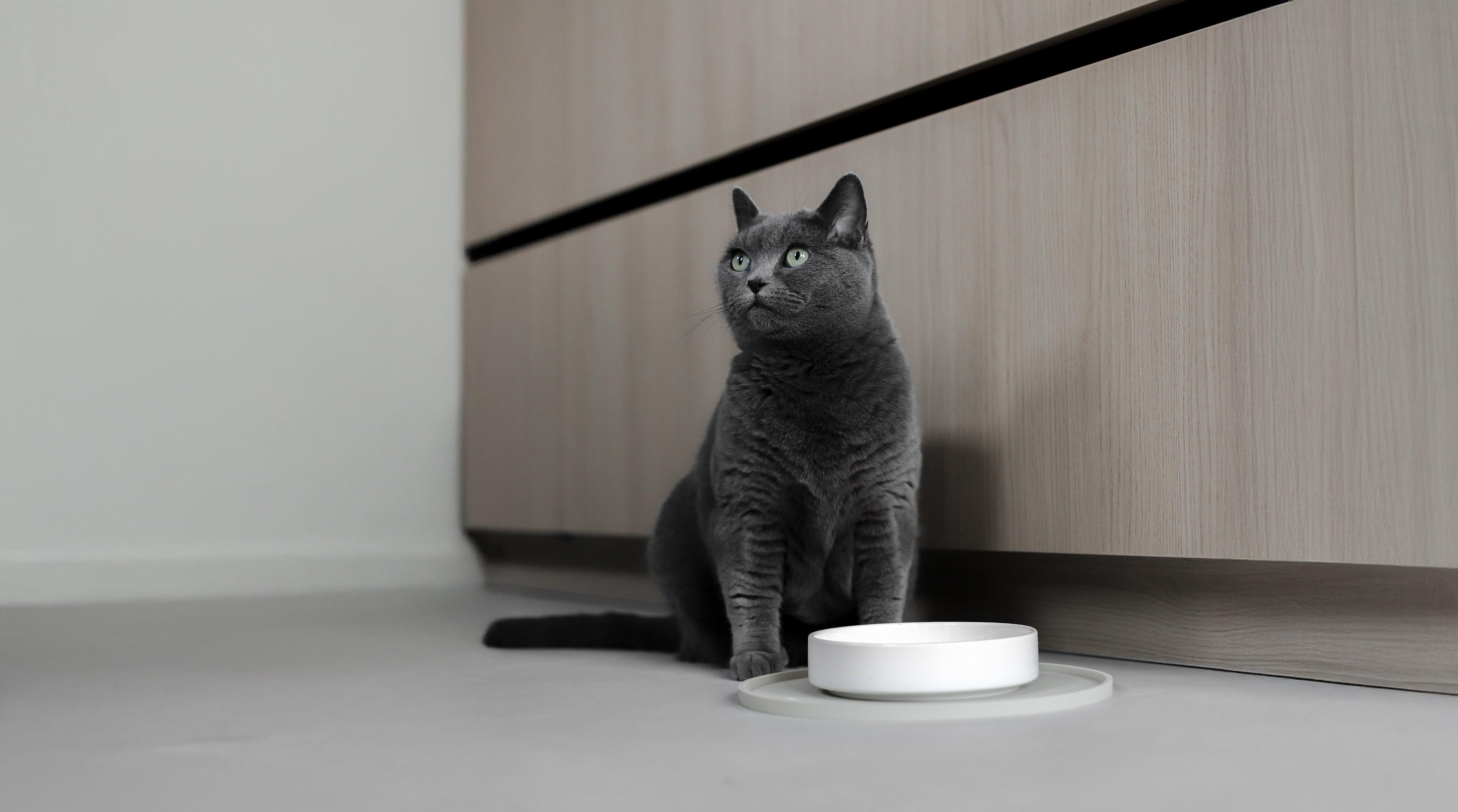 Schönes Katzenzubehör Futterzubehör für Katzen modern und stylisch