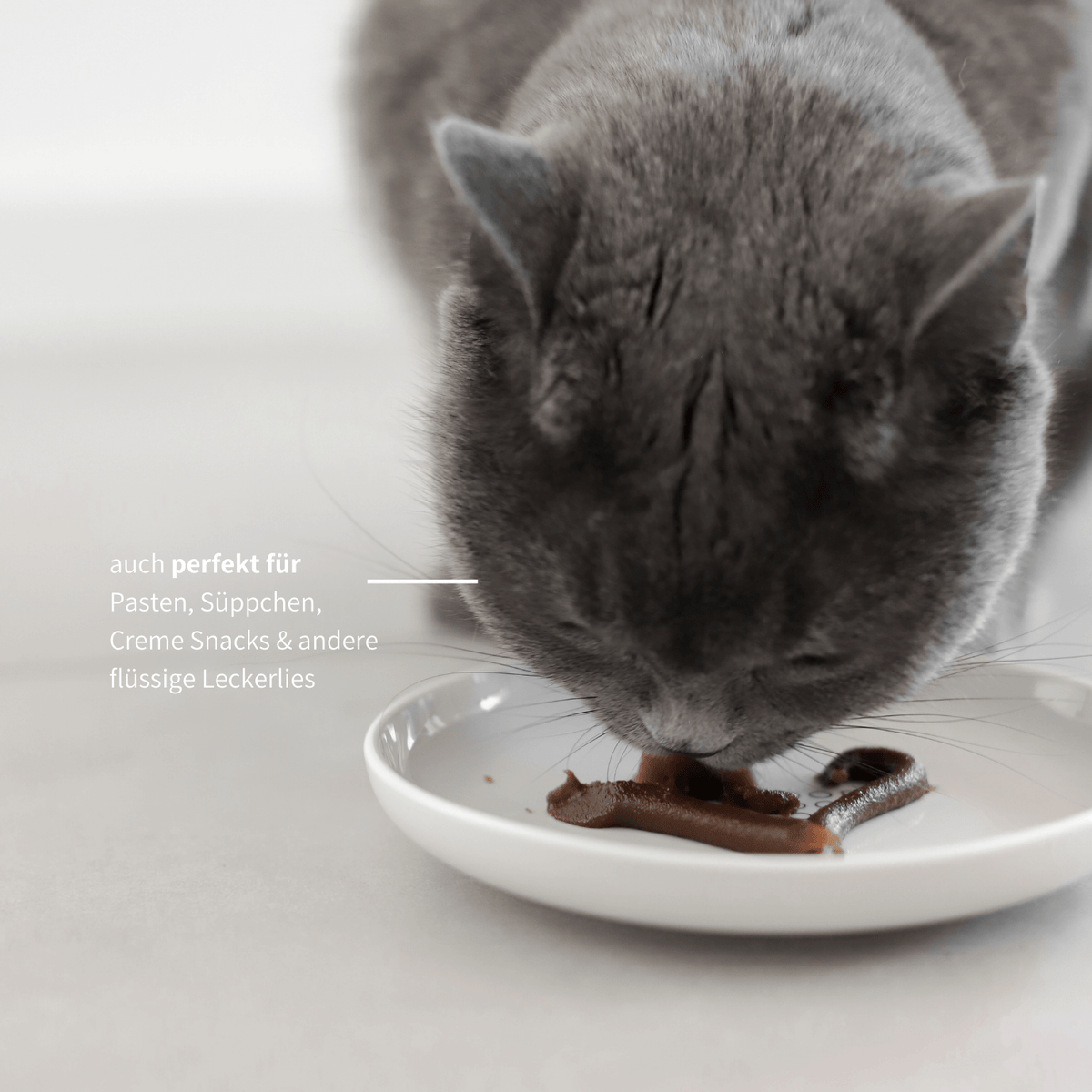 Napfteller flacher Napf aus Keramik für Katzenfutter Katzen