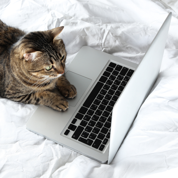 Katzencheck!