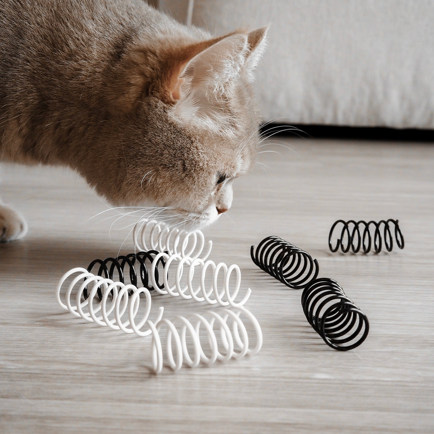 Katze schnuppert an Spiralfeder Spielzeug für Katzen in schwarz und weiß.