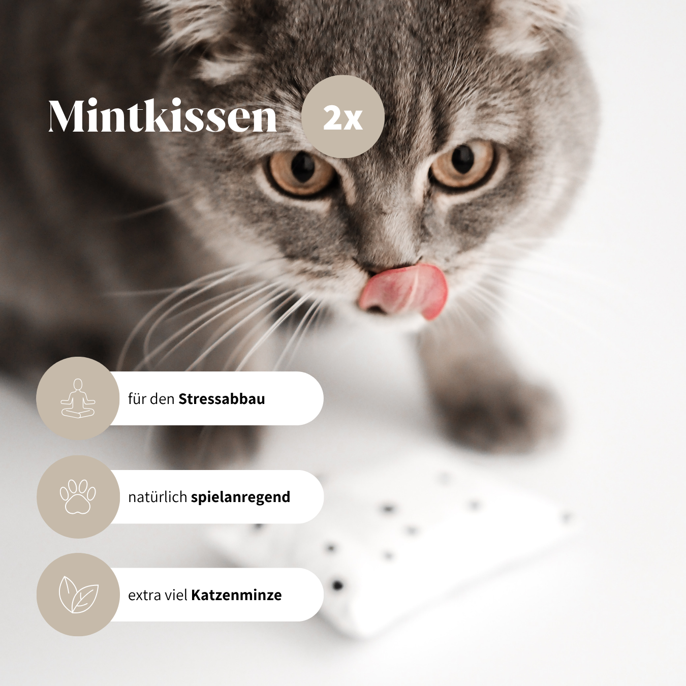 Katzenspielzeug Box spielanregendes Spielzeug für Katzen Katzenminze