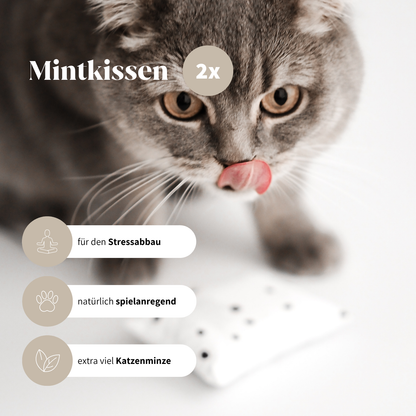 Katzenspielzeug Box spielanregendes Spielzeug für Katzen Katzenminze