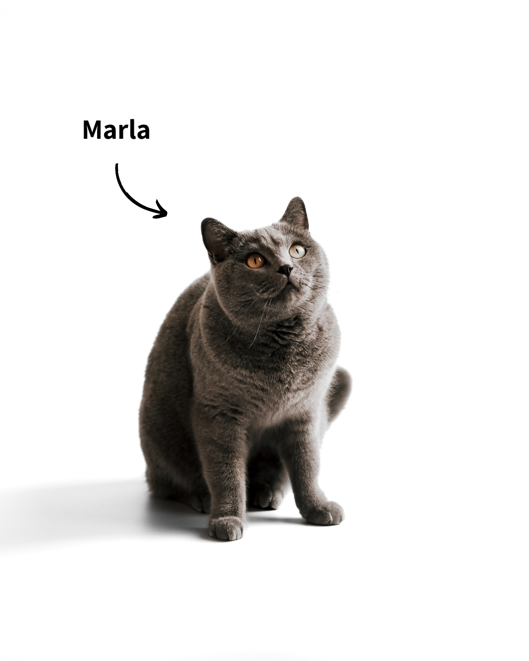 BKH Katze Marla, ein Teil des Markennamens "Minty & Marla - Alles für dich und deine Katze"