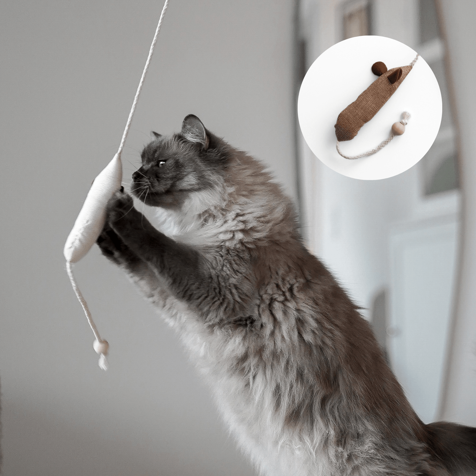 Katze spielt mit Spielangel Katzenspielzeug mit Katzenminze