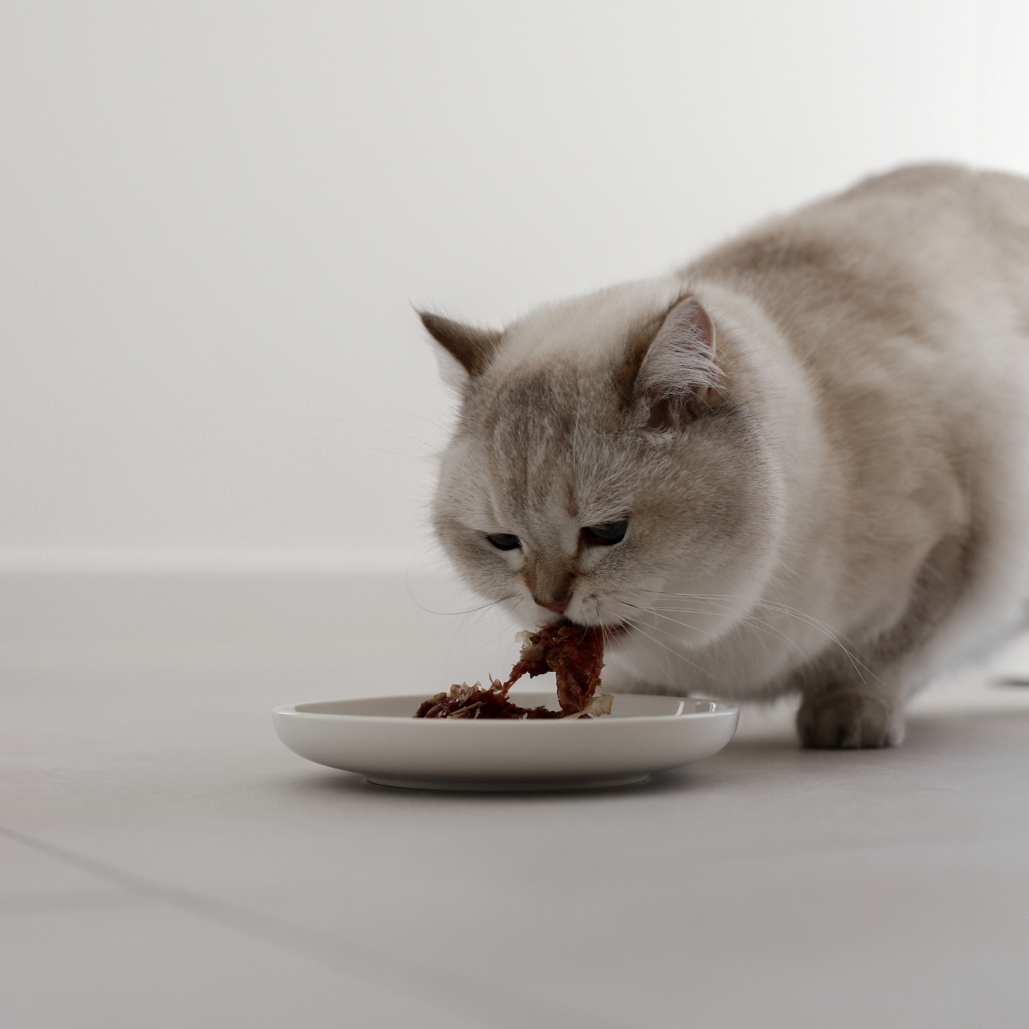 Futternapf für Katzen extra flach aus Keramik