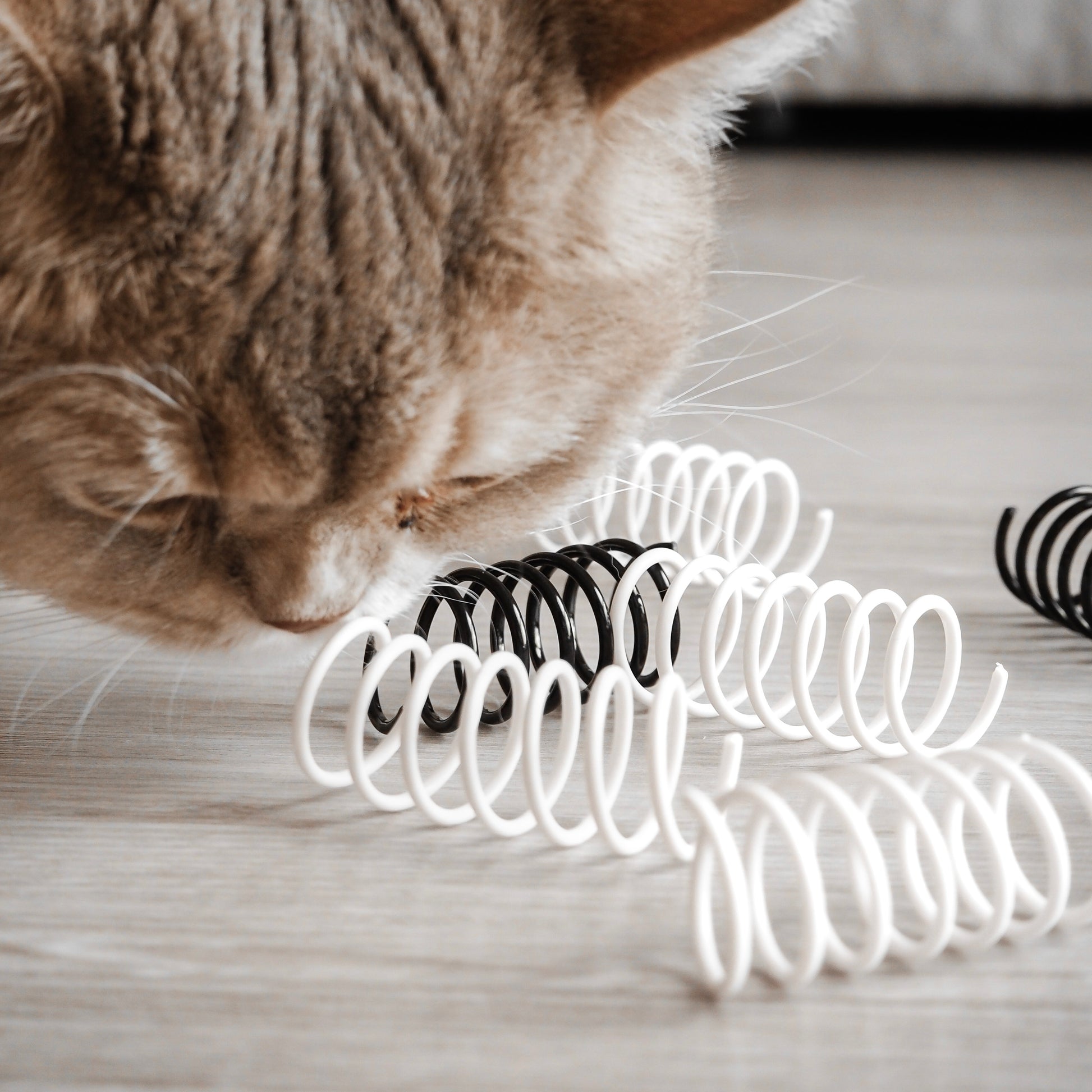 Katze riecht an Spiralfeder Spielzeug für Katzen in schwarz und weiß.