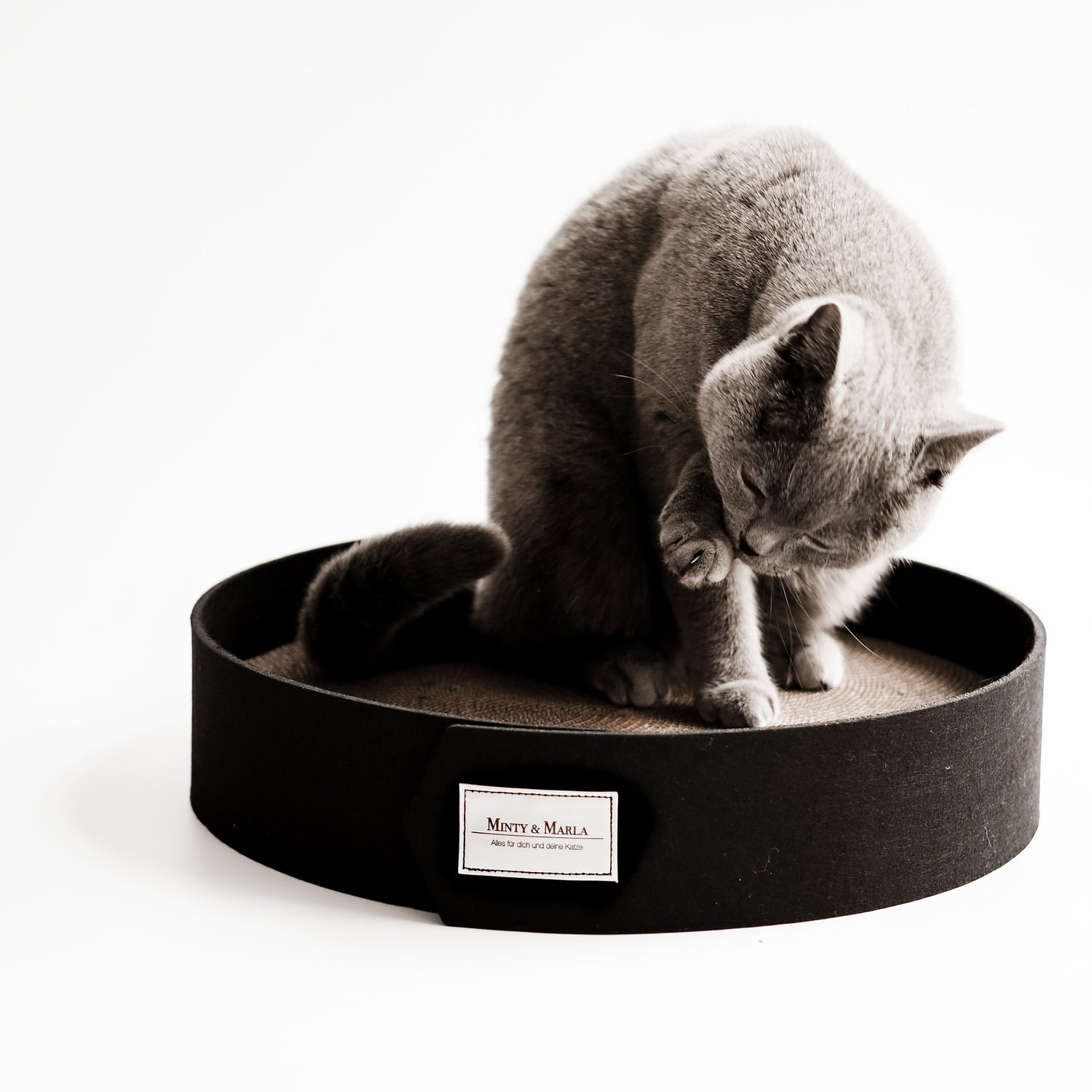 Eine graue britisch Kurzhaar Katze sitzt in der Mitte eines Kratzbrettes aus recycelter Pappe mit schwarzem Filzbund und leckt ihre Pfote.