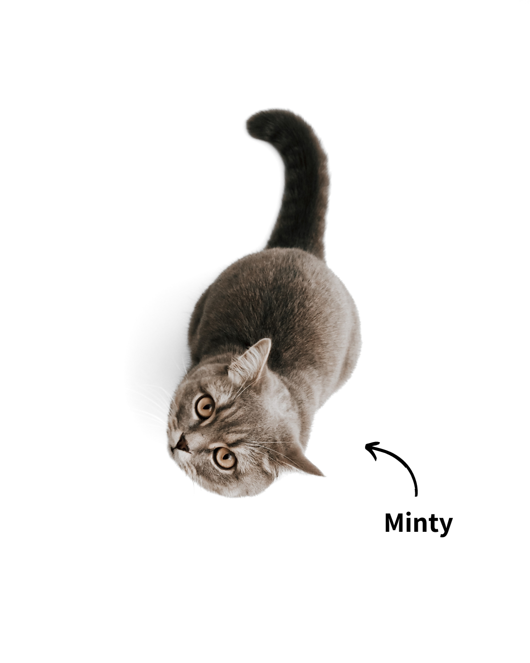 BKH Katze Minty, ein Teil der Gründergeschichte der Marke "Minty & Marla - Alles für dich und deine Katze"