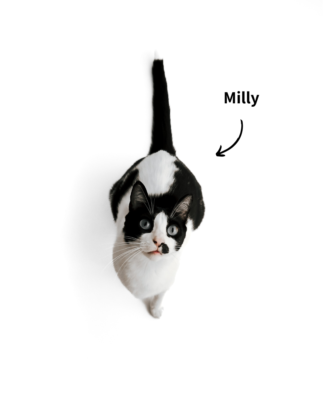 EKH Katze Milly, die Bürokatze und Produkttesterin unserer Produkte für Katzen.