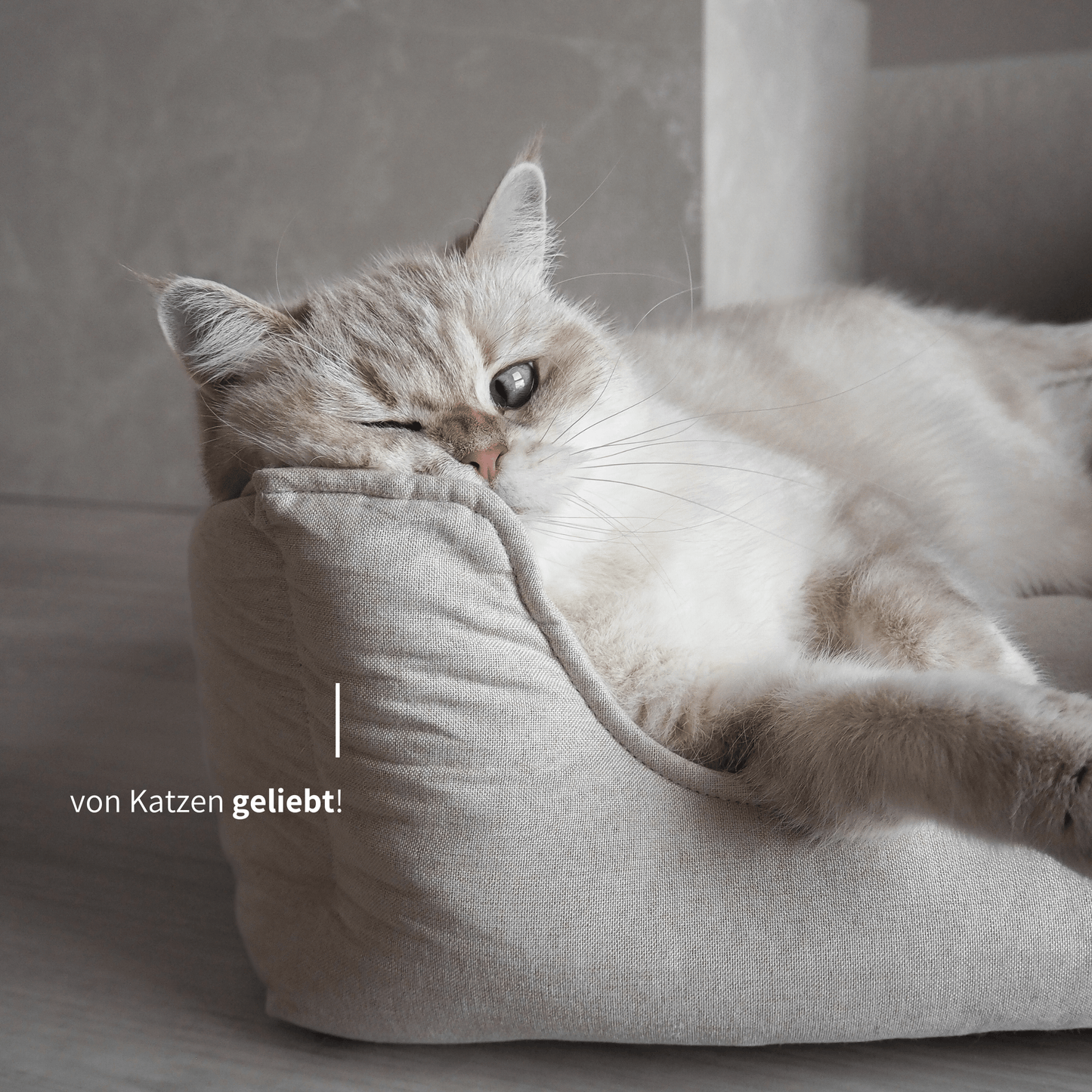 Katze in modernem Körbchen für Katzen