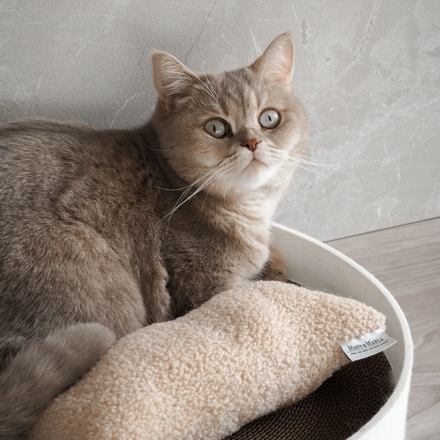 Katze liegt neben dem XXL Baldriankissen in einem Kratzbrett und ist spielerisch begeistert