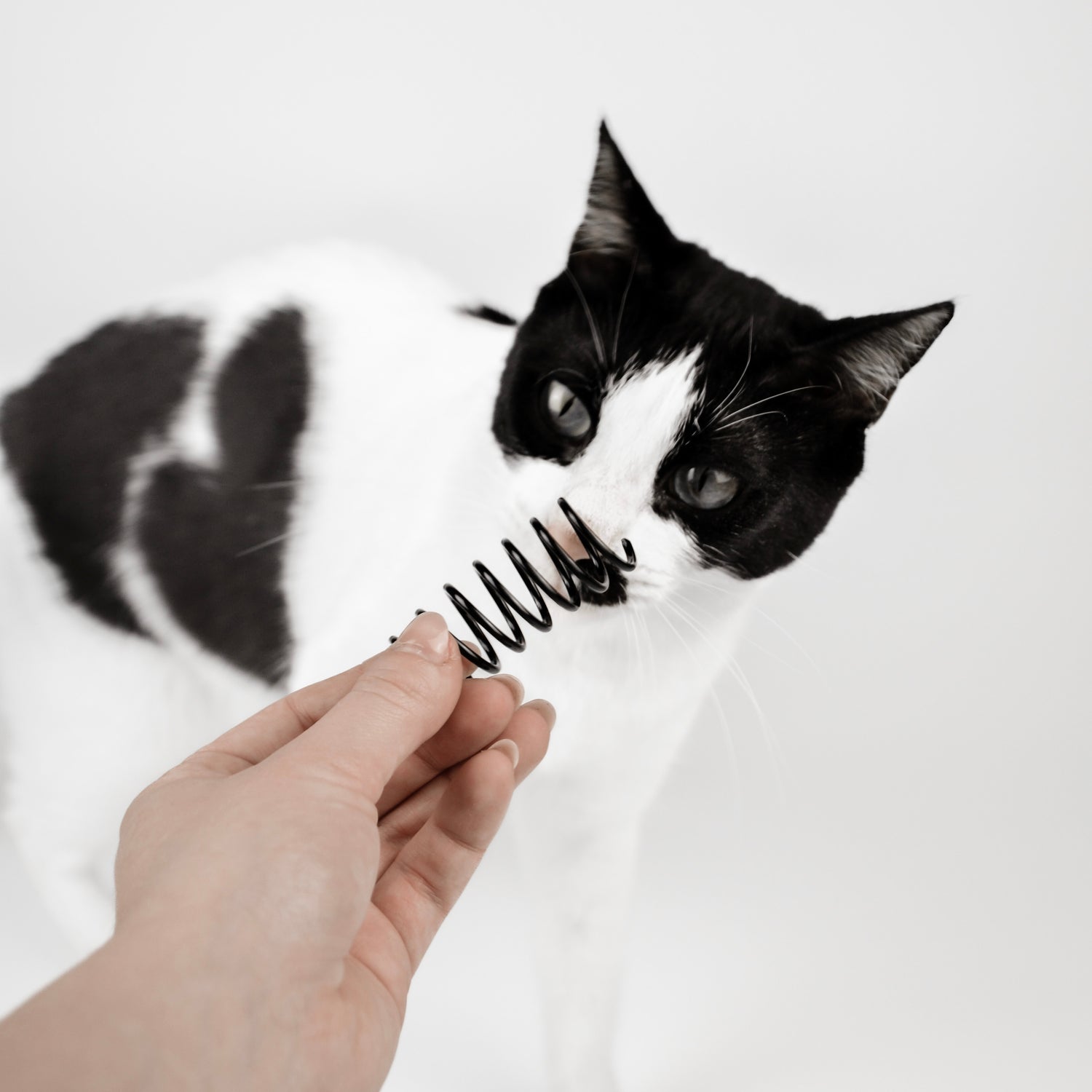 Eine Katze mit schwarz-weißem Fell schaut sich ein schwarzes Spiralen-Spielzeug, dass in eine weiblichen Hand gehalten wird, an.
