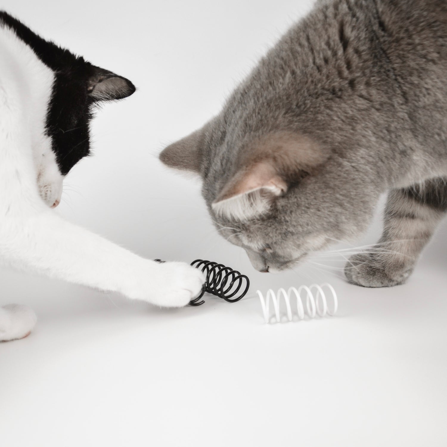 Katzen spielen mit schwarz weißem Spiralfeder Spielzeug für Katzen.