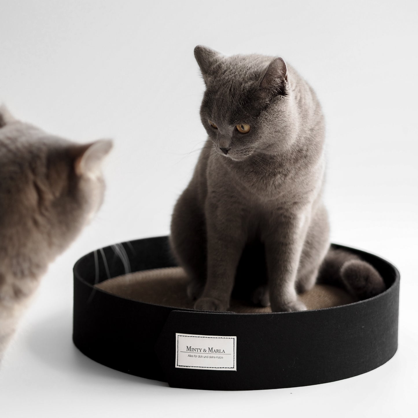 Katze in Kratzbrett für Katzen