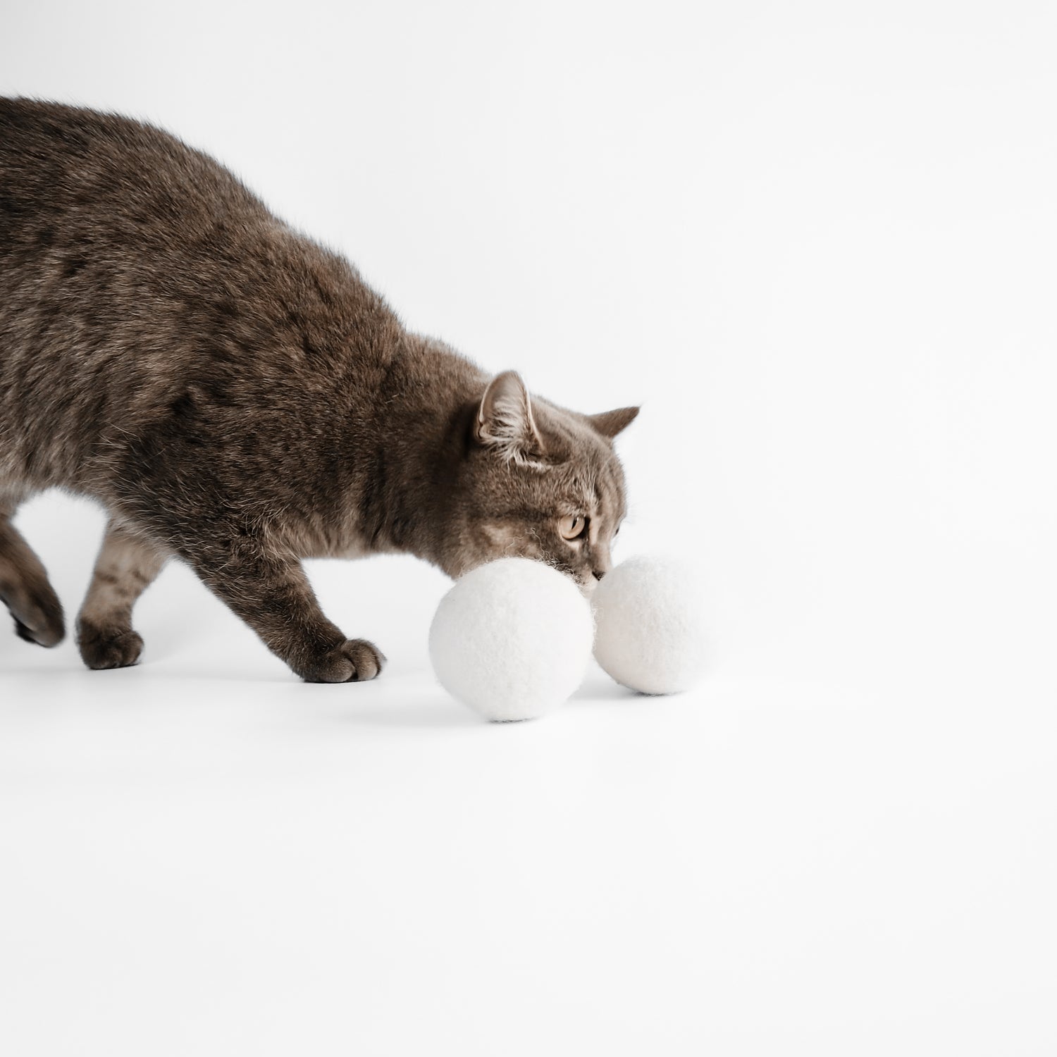 Katze riecht an weißen und natürlichen Bällen aus Filz für Katzen.
