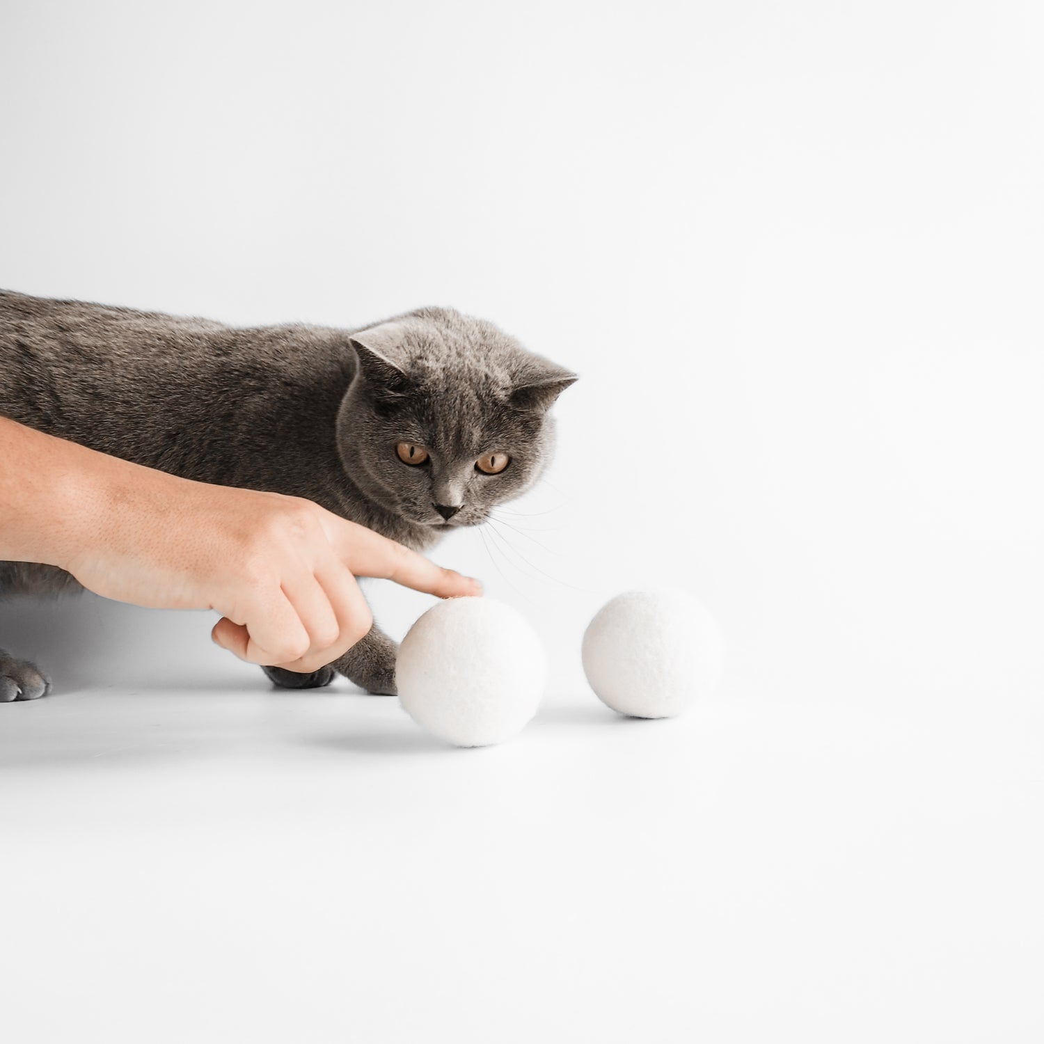 Katze schaut sich weiße Filzbälle für Katzen an.