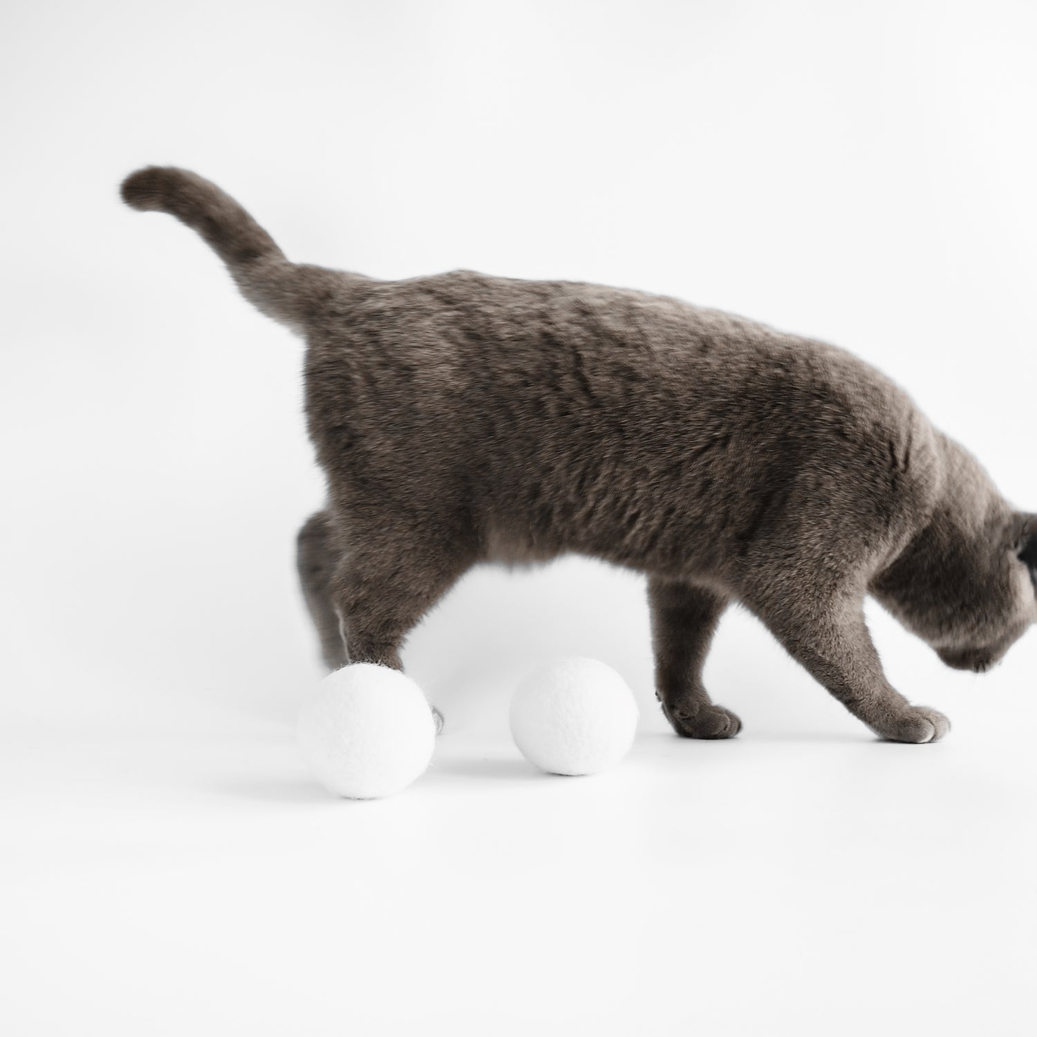 Katze läuft an weißen Bällen für Katzen aus natürlichem Filz vorbei.