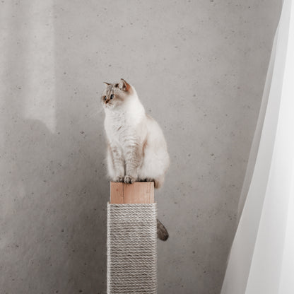 Eine Katze sitzt auf einer massiven Kratzsäule aus echtem Buchenholz in einer modernen, stylischen Wohnung.