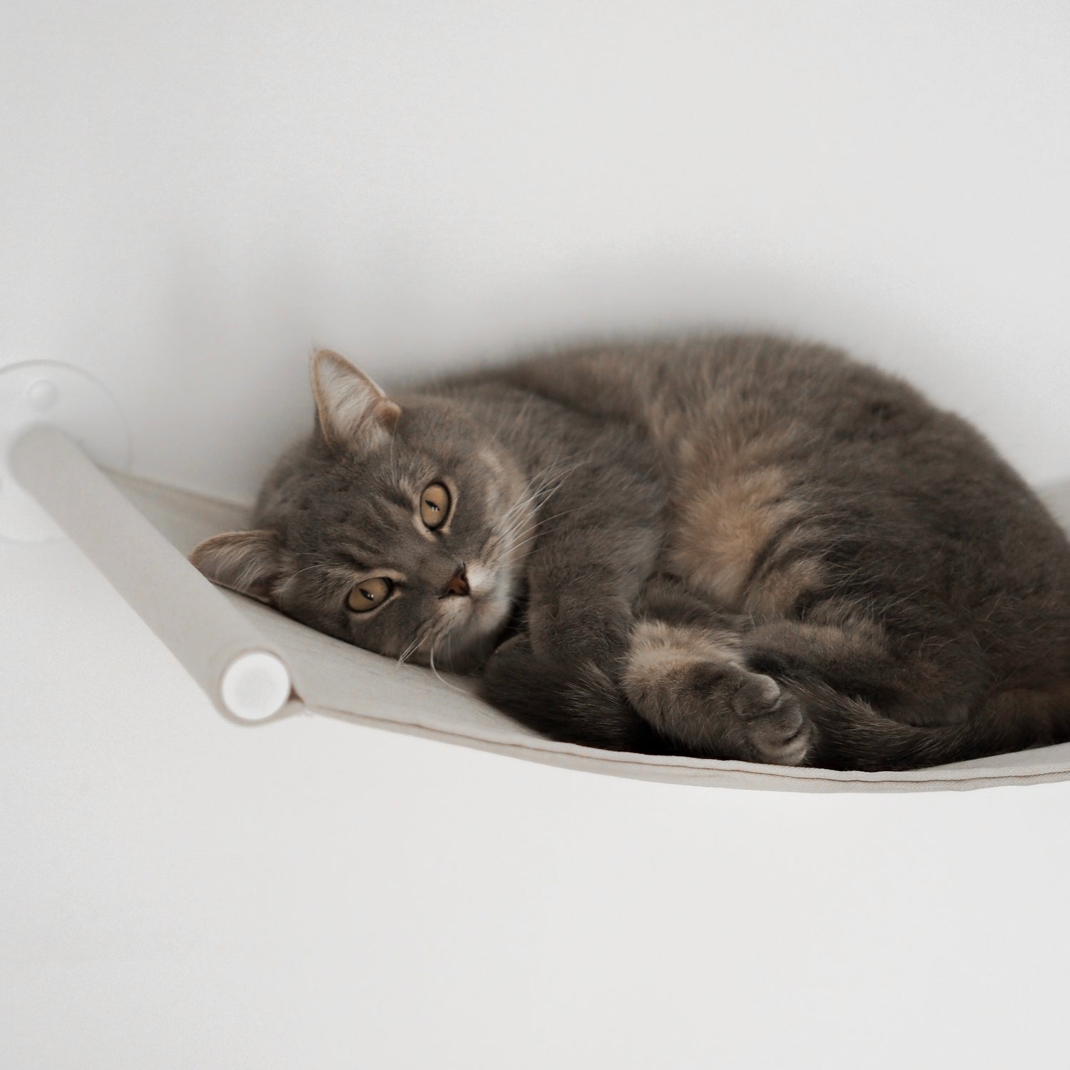 Eine Katze schläft auf einer gemütlichen Wandliege für Katzen.