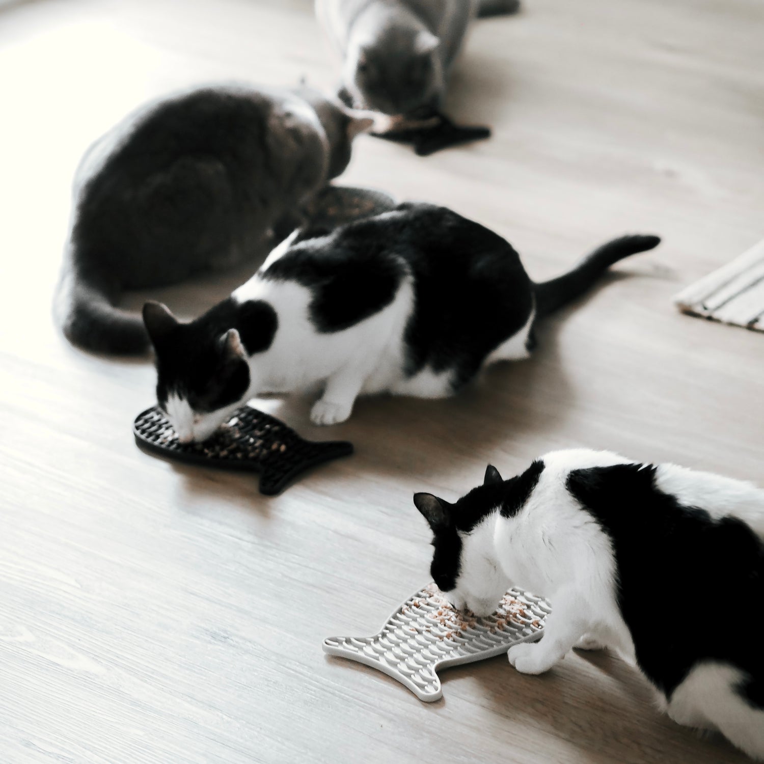 Schleckmatte zur Beschäftigung von Katzen. Geeignet für Katzenfutter, Leckerlies und Pasten für Katzen.