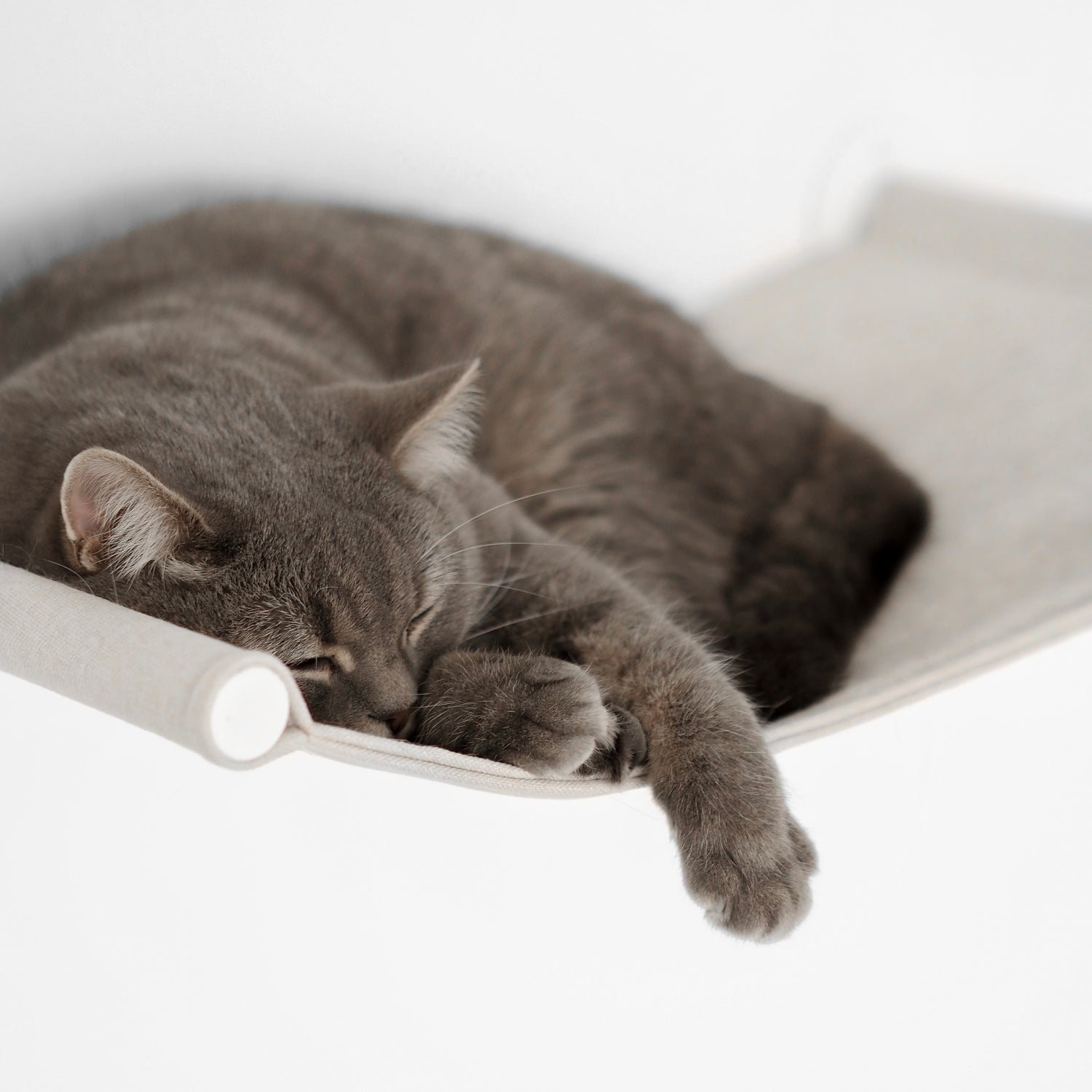 Eine Katze schläft auf einer modernen Hängematte für Katzen.
