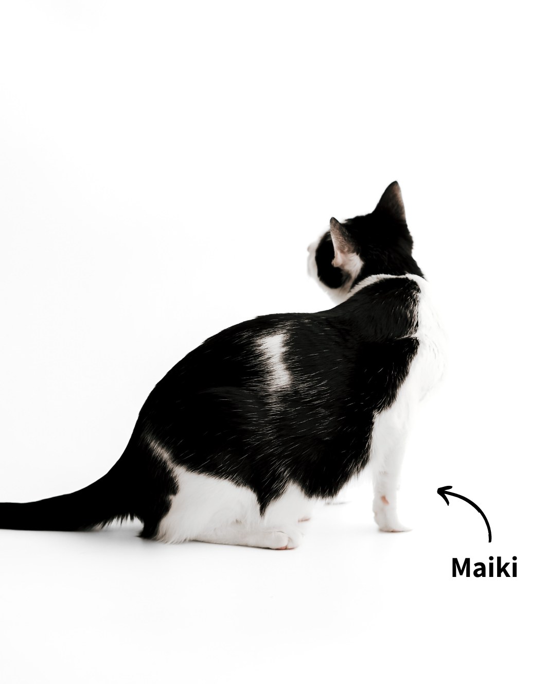 EKH Kater Maiki, der kuschelige Produkttester für unsere Katzenmöbel.