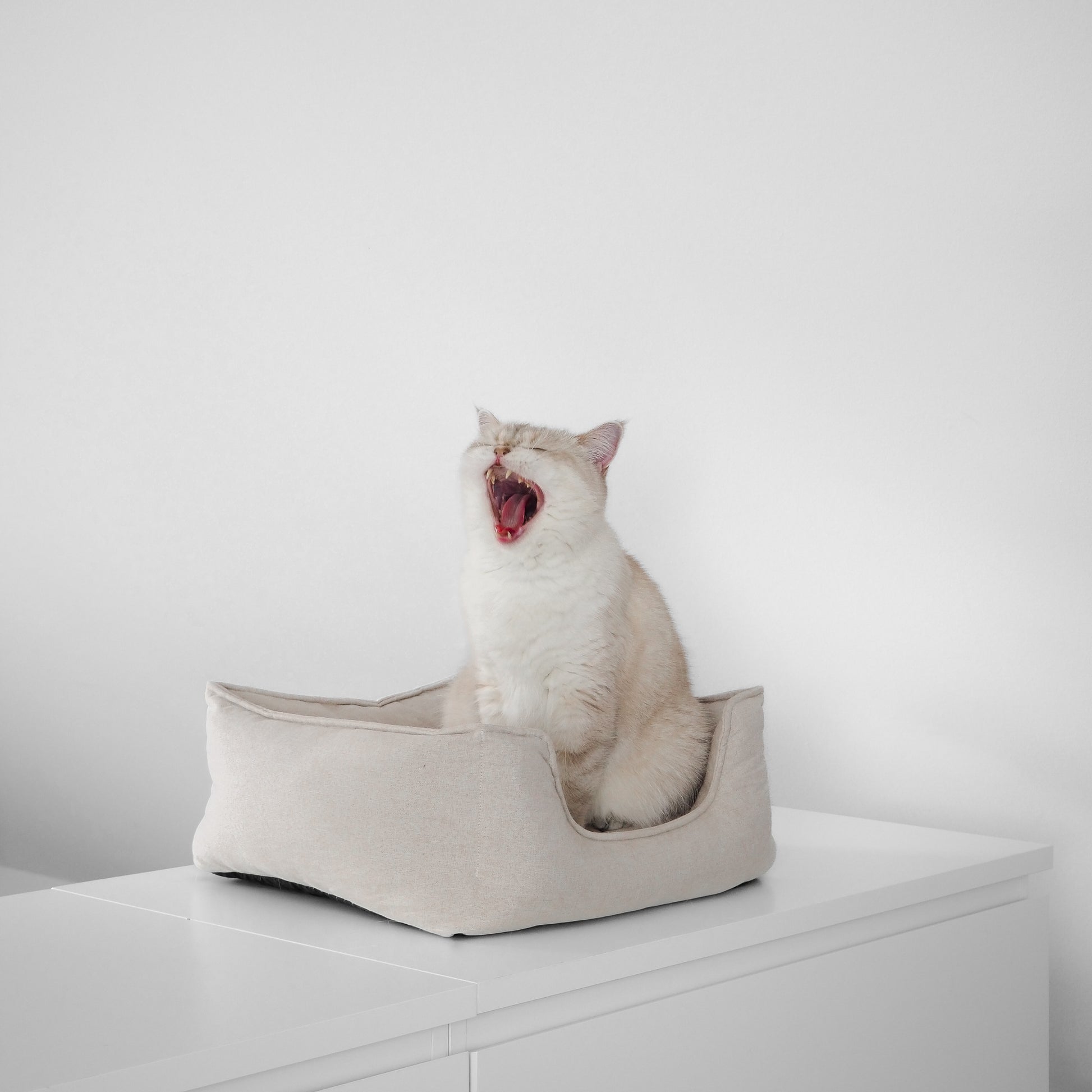 Eine Katze sitzt in einem beigen Körbchen für Katzen in Leinenopritk für ein schönes Zuhause mit Katzen.