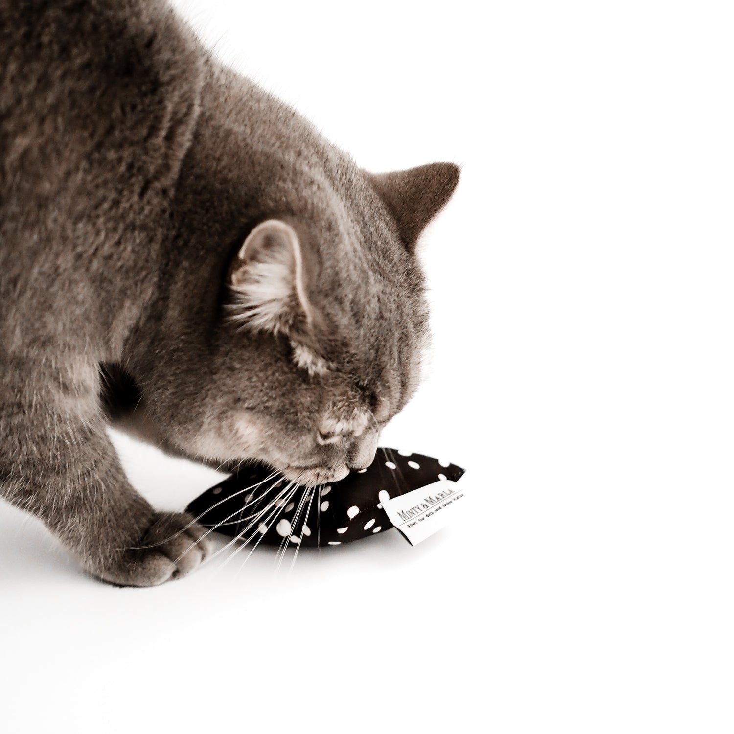 Katze leckt an schwarzem Spielkissen gefüllt mit Katzenminze.