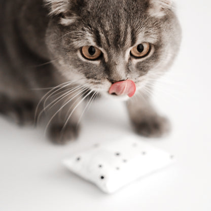 Katze riecht an Spielkissen für Katzen mit natürlicher und spielanregender Katzenminze.