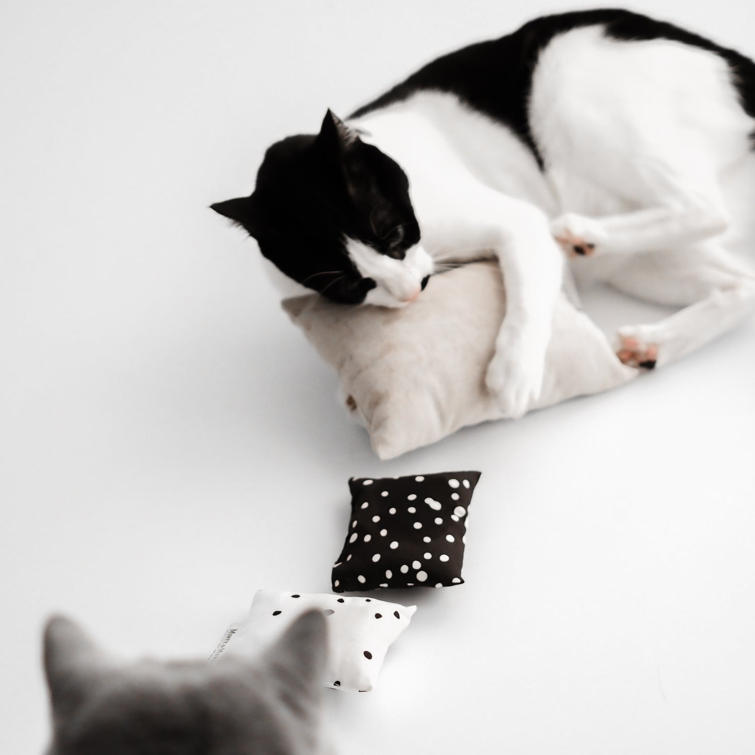 Katzen spielen mit Spielkissen für Katzen gefüllt mit natürlicher Katzenminze und Baldrian.