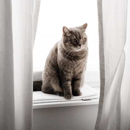 Katze sitzt auf der Fensterbank Decke für kleine Vierbeiner
