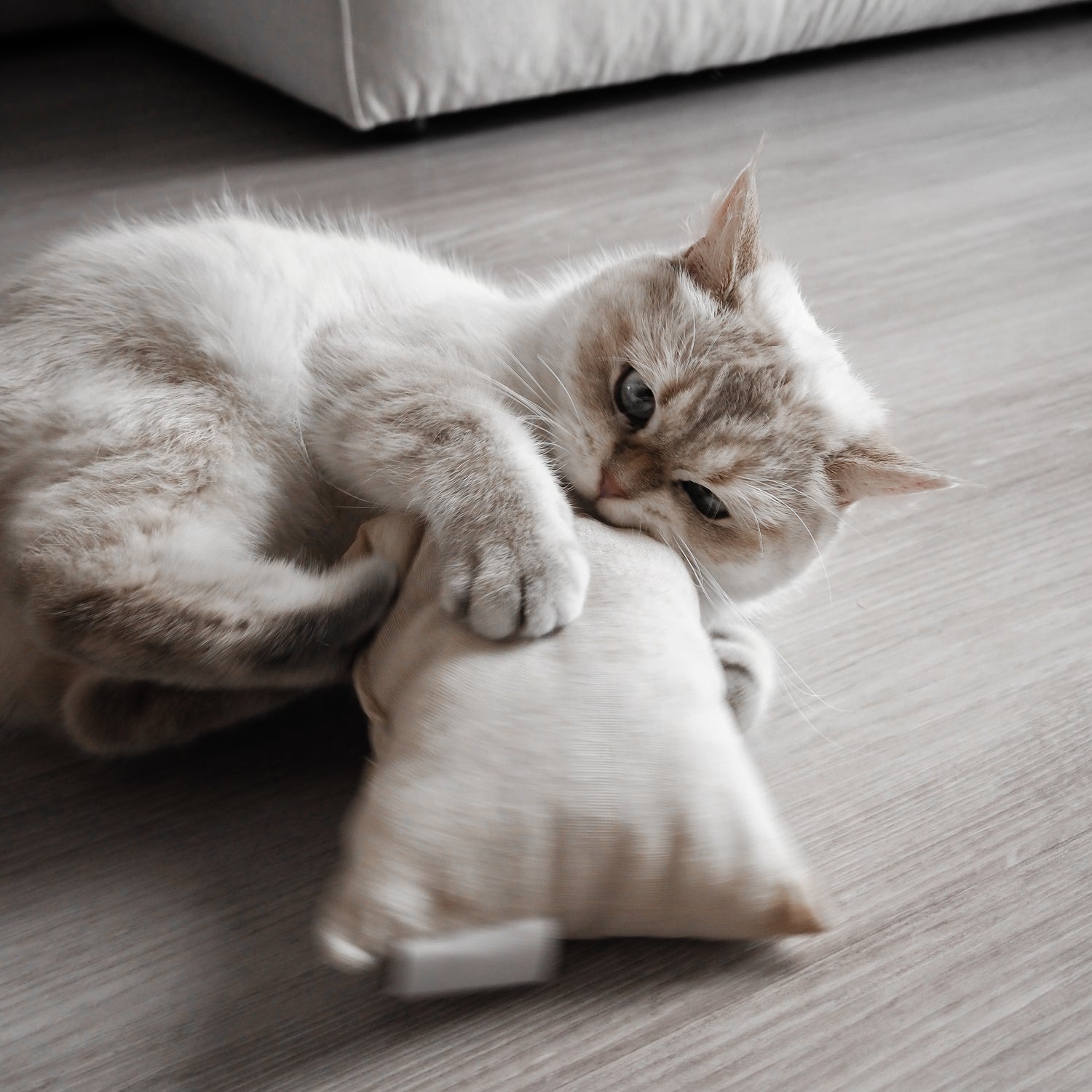 Katze spielt mit beigem Spielkissen, welches mit natürlichem Baldrian gefüllt ist.