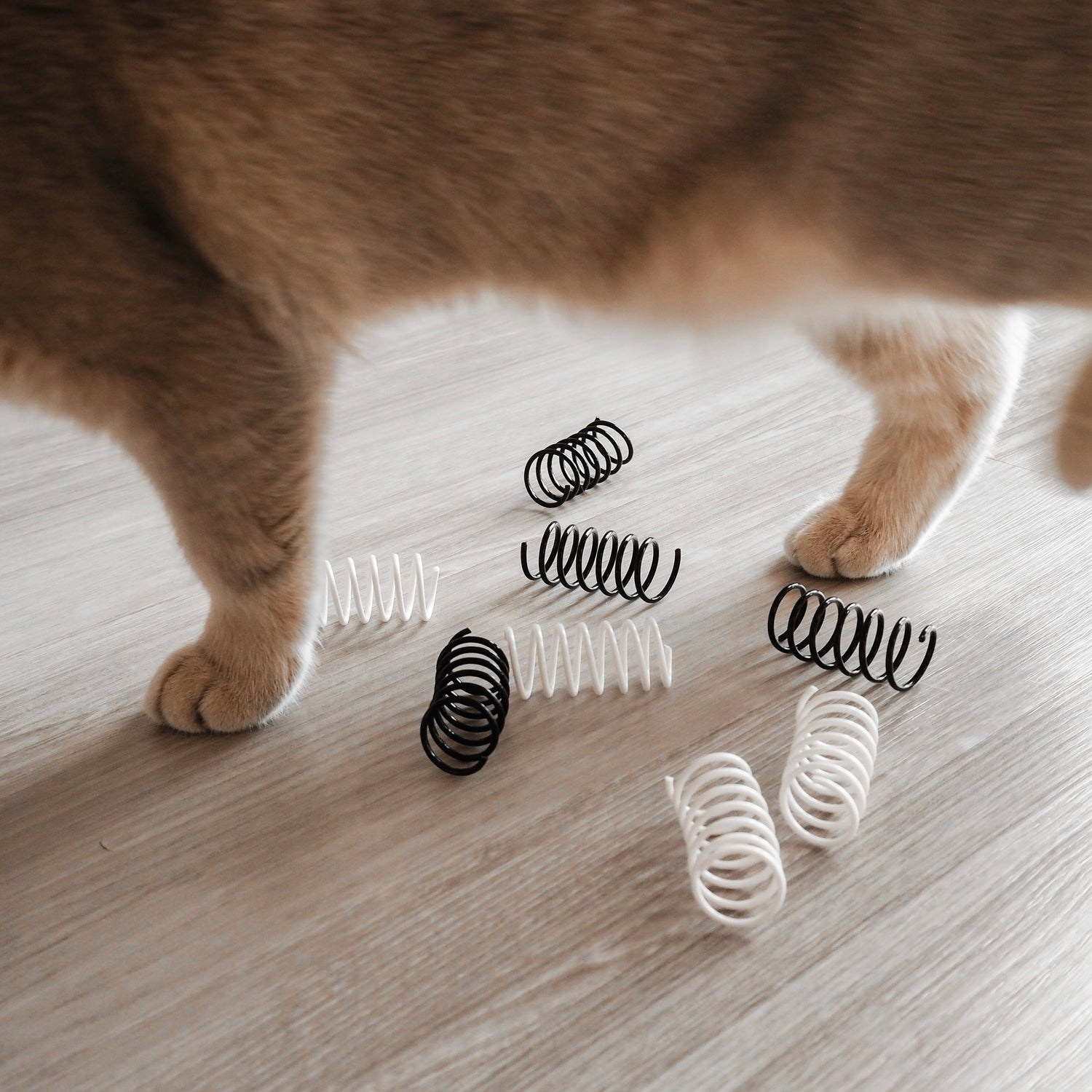 Katze läuft an schwarz weißen Spiralfedern für Katzen vorbei.