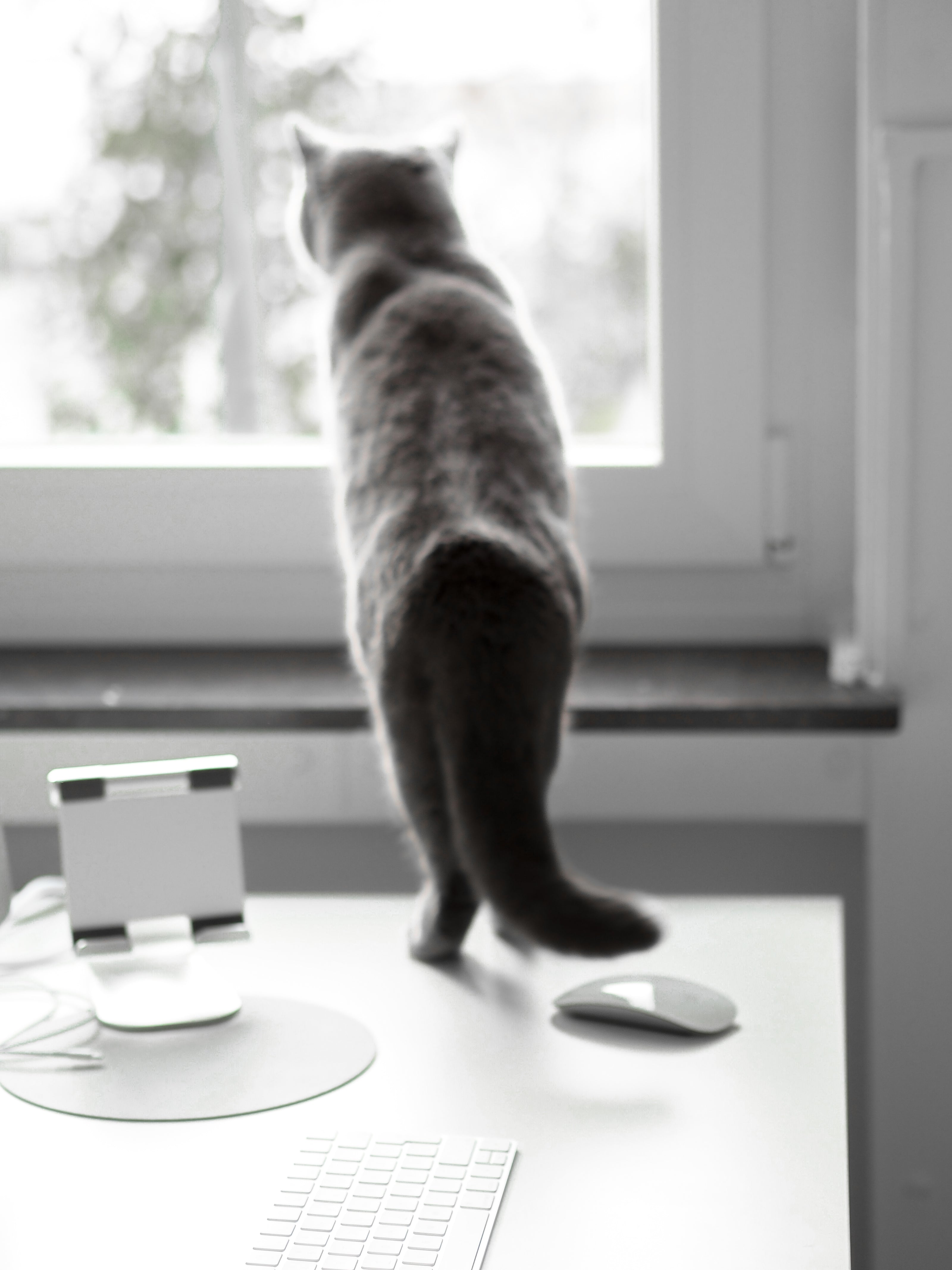 Die Bürokatze Marla schaut aus dem Fenster vom Büro bei Minty & Marla.