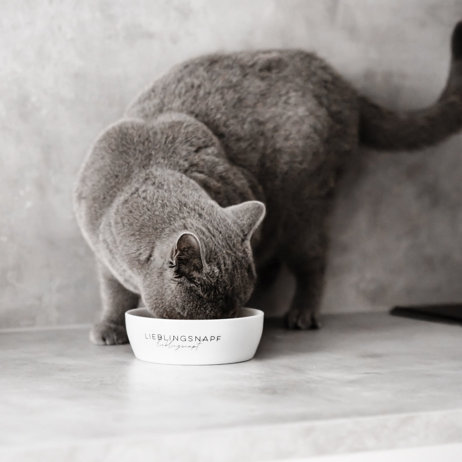 Katze isst aus stylischem Napf für Katzen aus weißem Keramik.