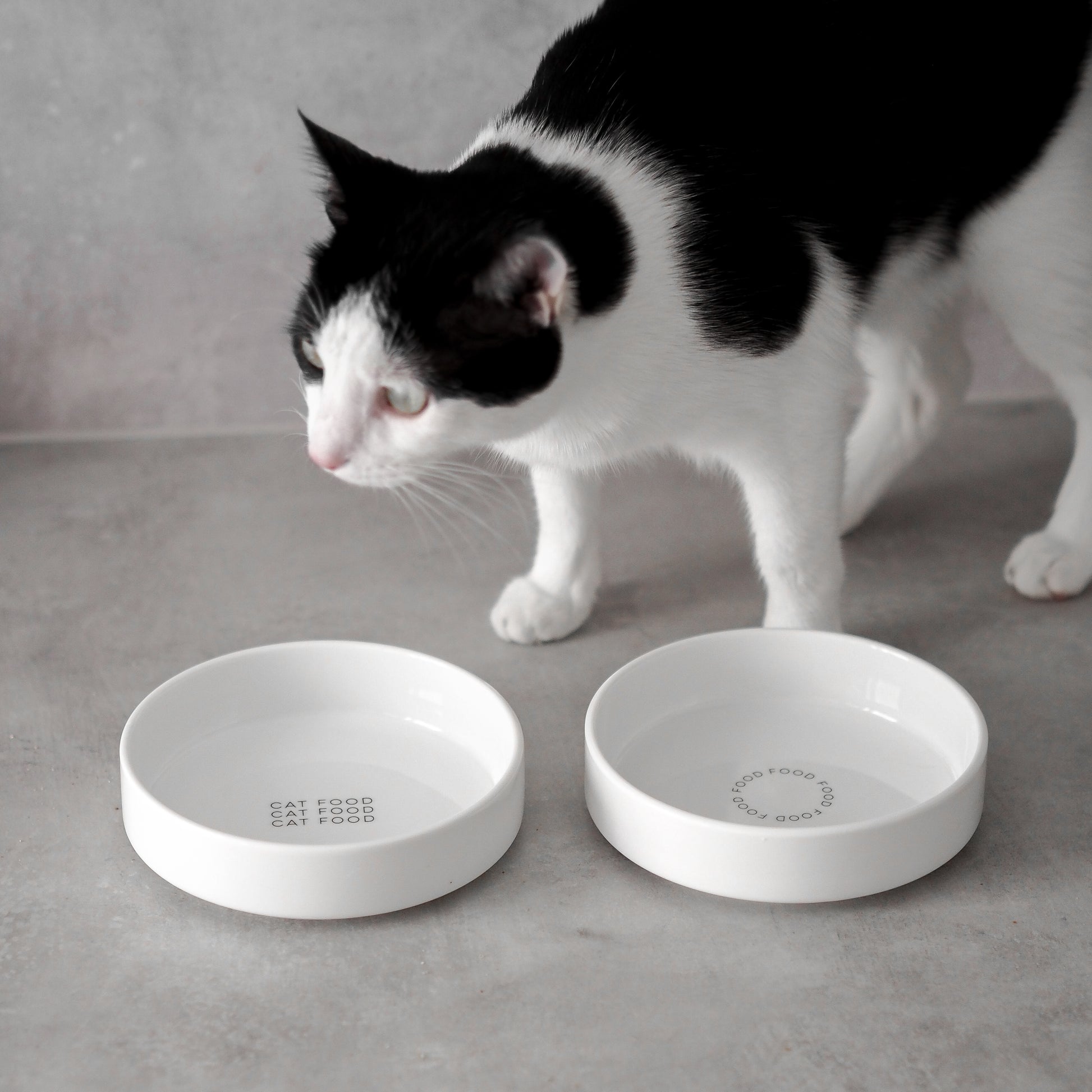 Katze steht neben flachen Keramiknäpfen für ein artgerechtes Füttern