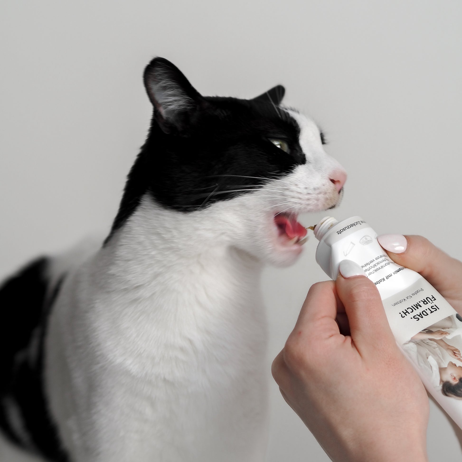 Katze leckt an Paste für Katzen mit Katzenminze