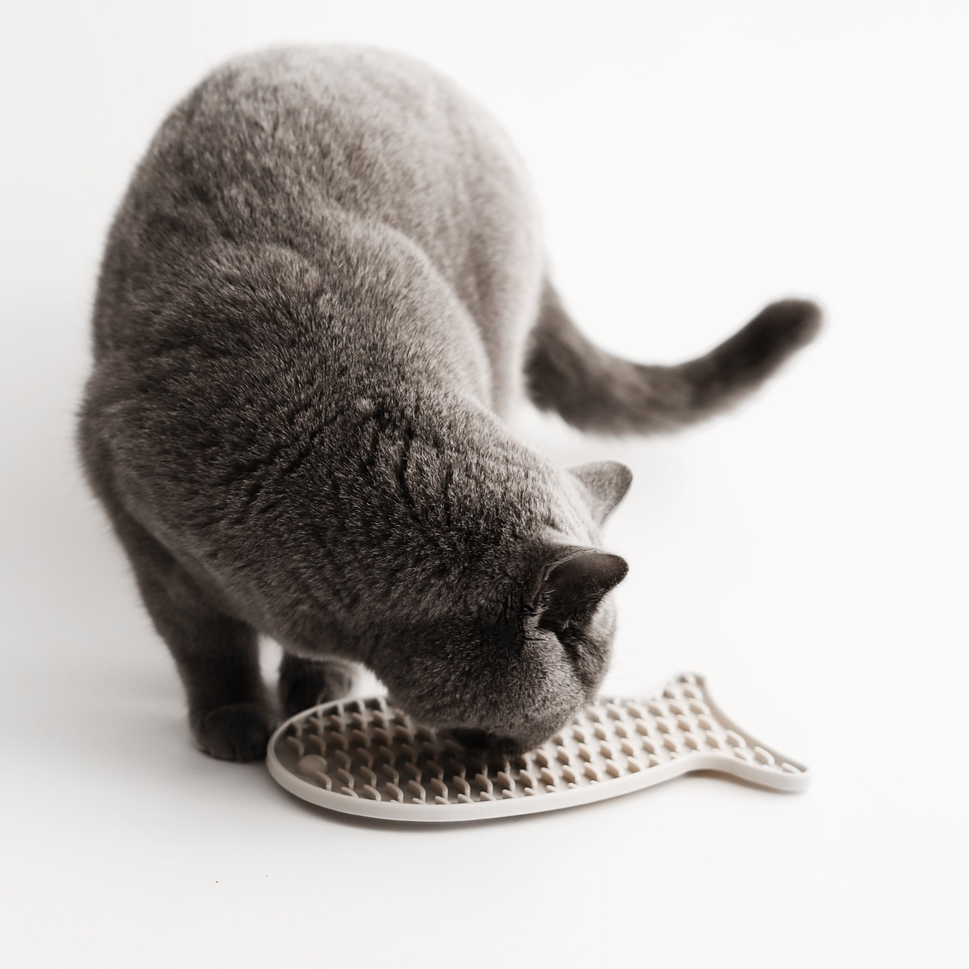 Katze leckt an Schleckmatte zur Beschäftigung.