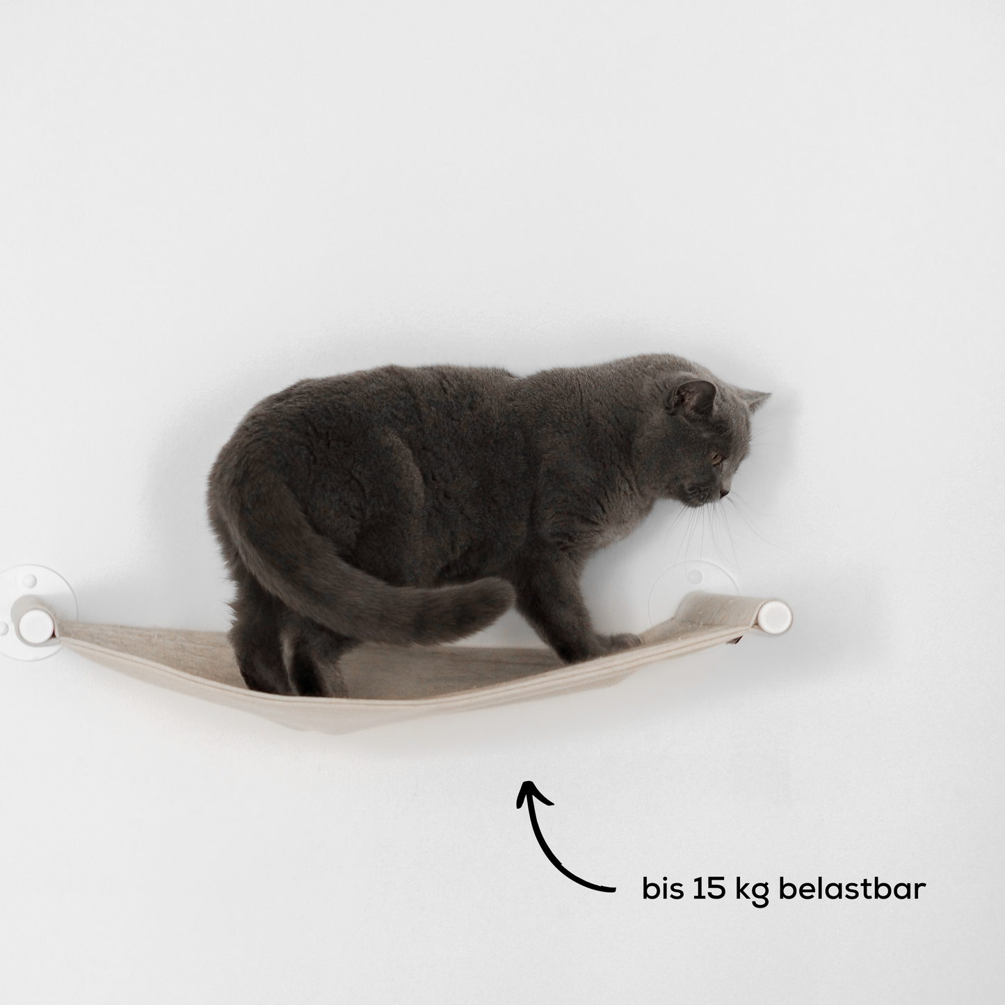 Katze steht auf einer modernen Hängematte für Katzen, welche an der Wand hängt.