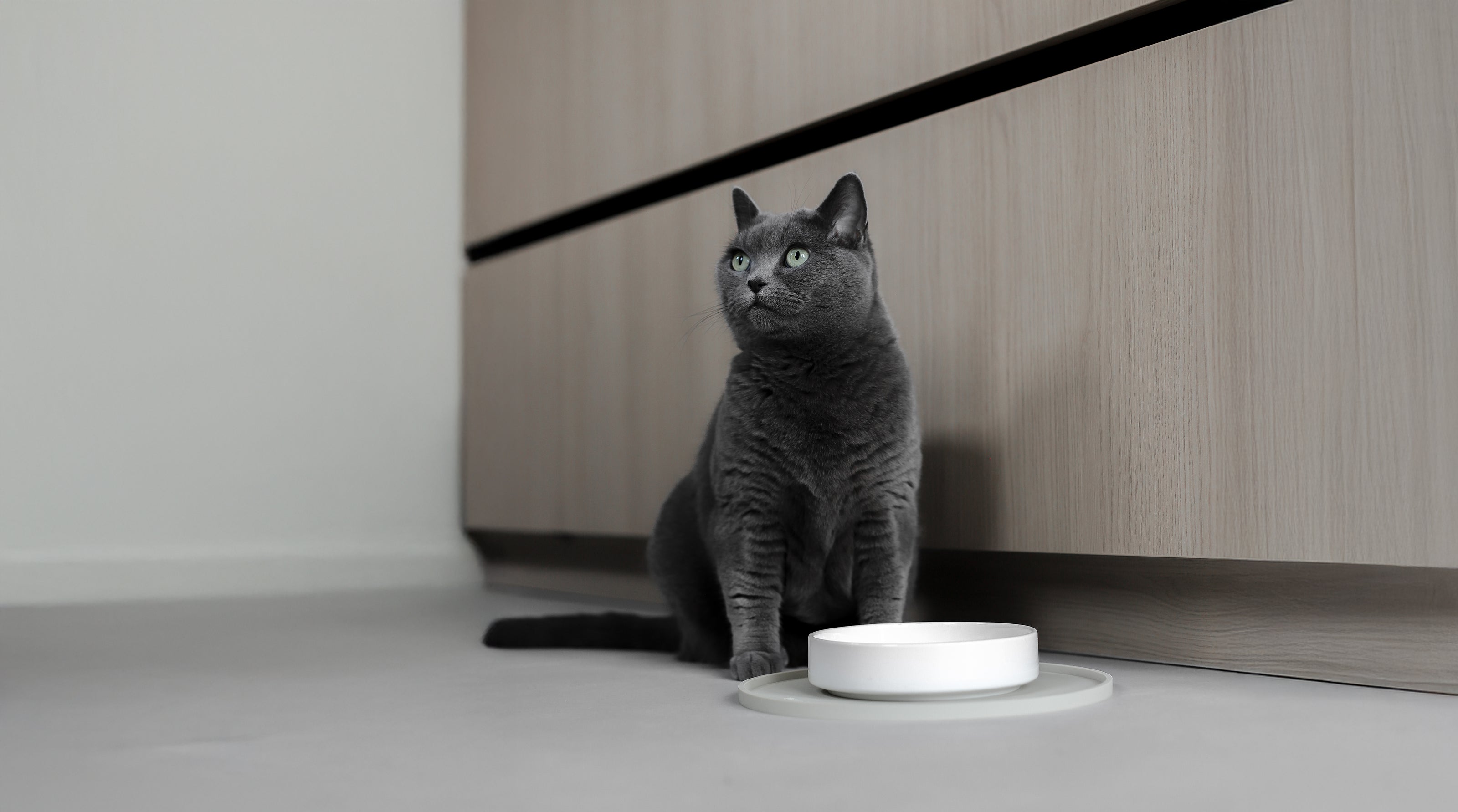 Schönes Katzenzubehör Futterzubehör für Katzen modern und stylisch