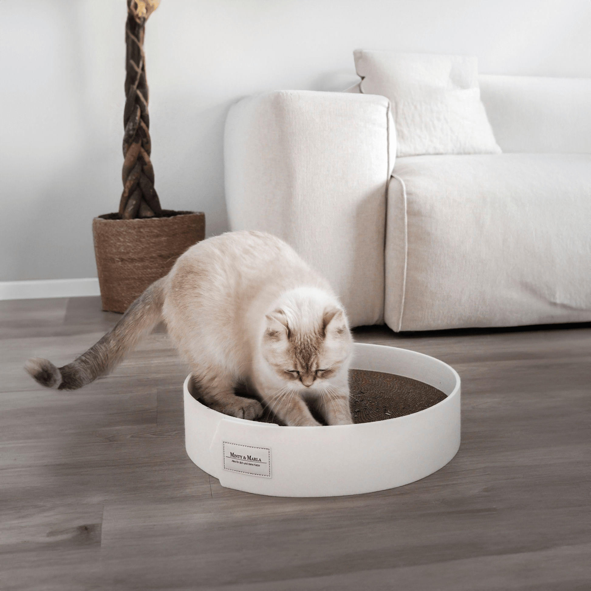 Kratzbrett für Katzen in einem schönen Zuhause
