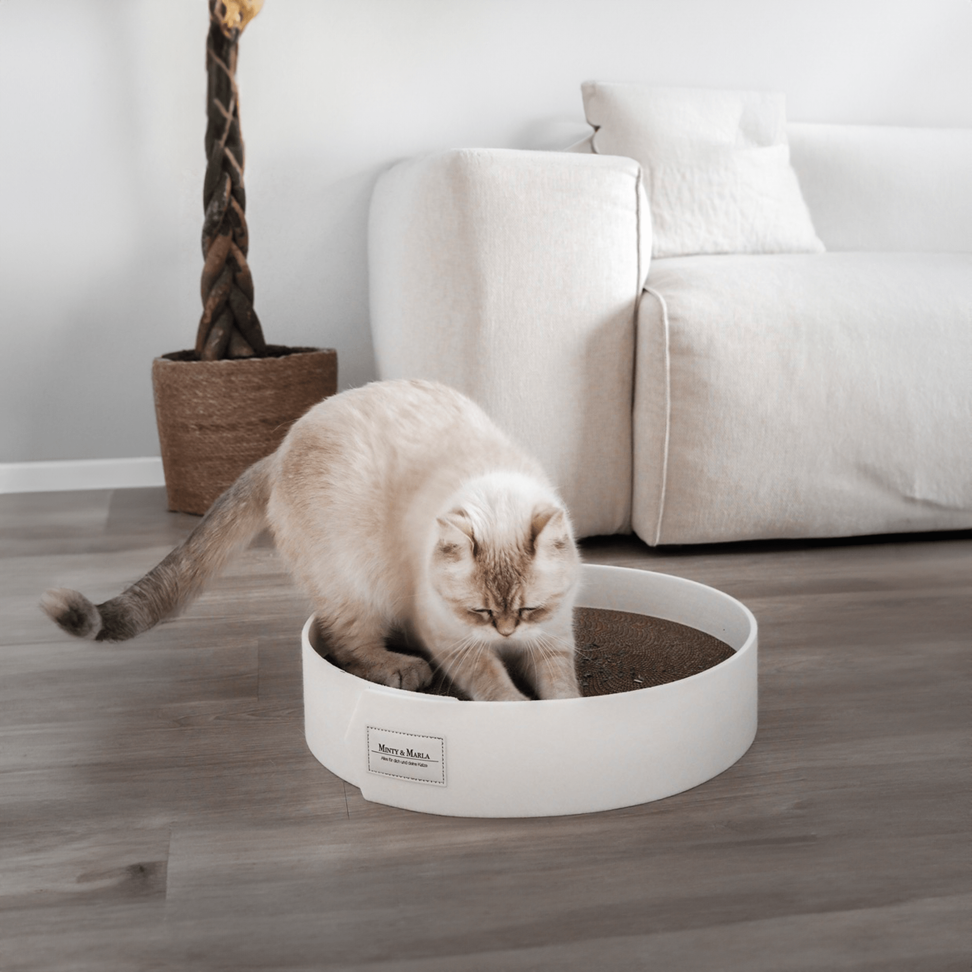 Kratzbrett für Katzen in einem schönen Zuhause