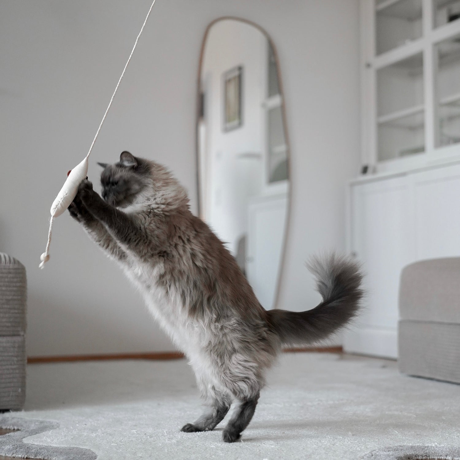 Katze spielt mit Spielangel Katzenspielzeug mit Katzenminze